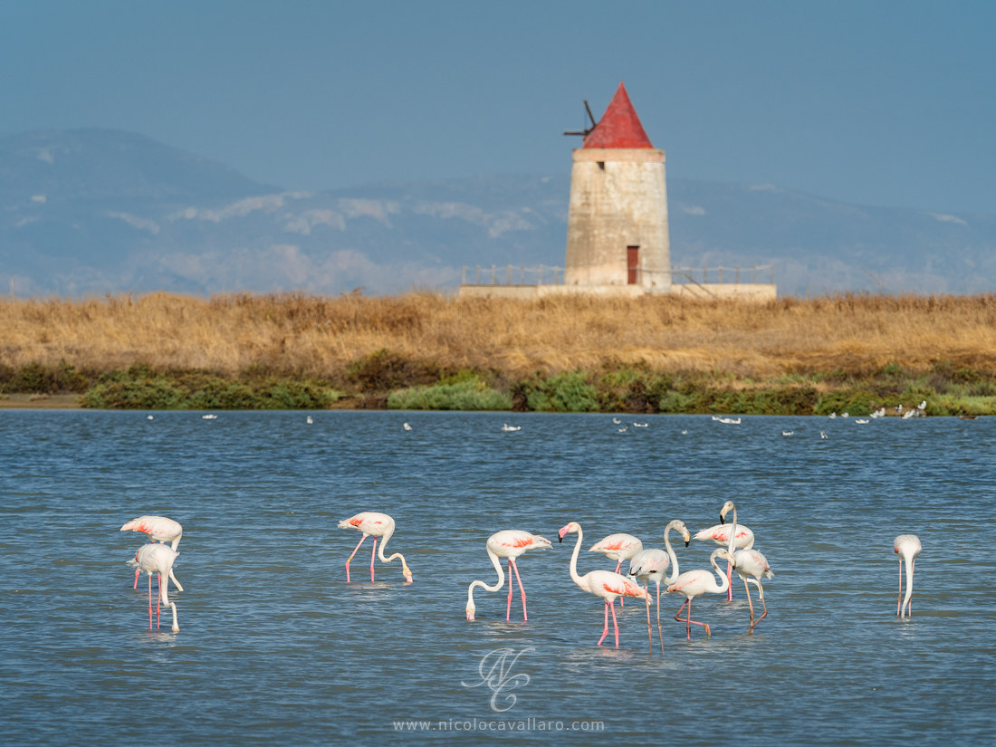 Flamingos in the salt pans