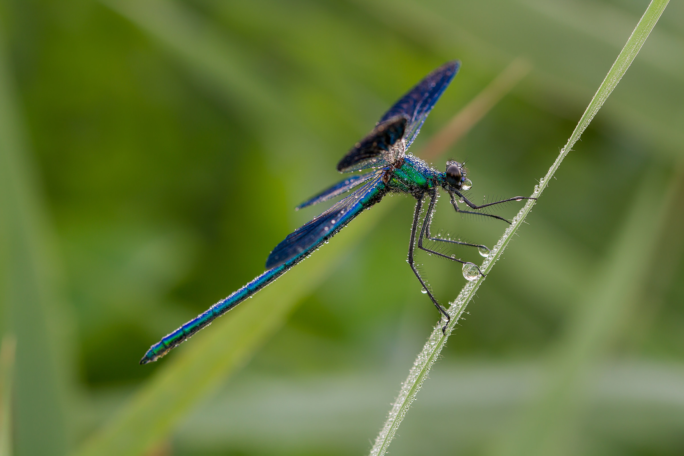 Banded Demoiselle