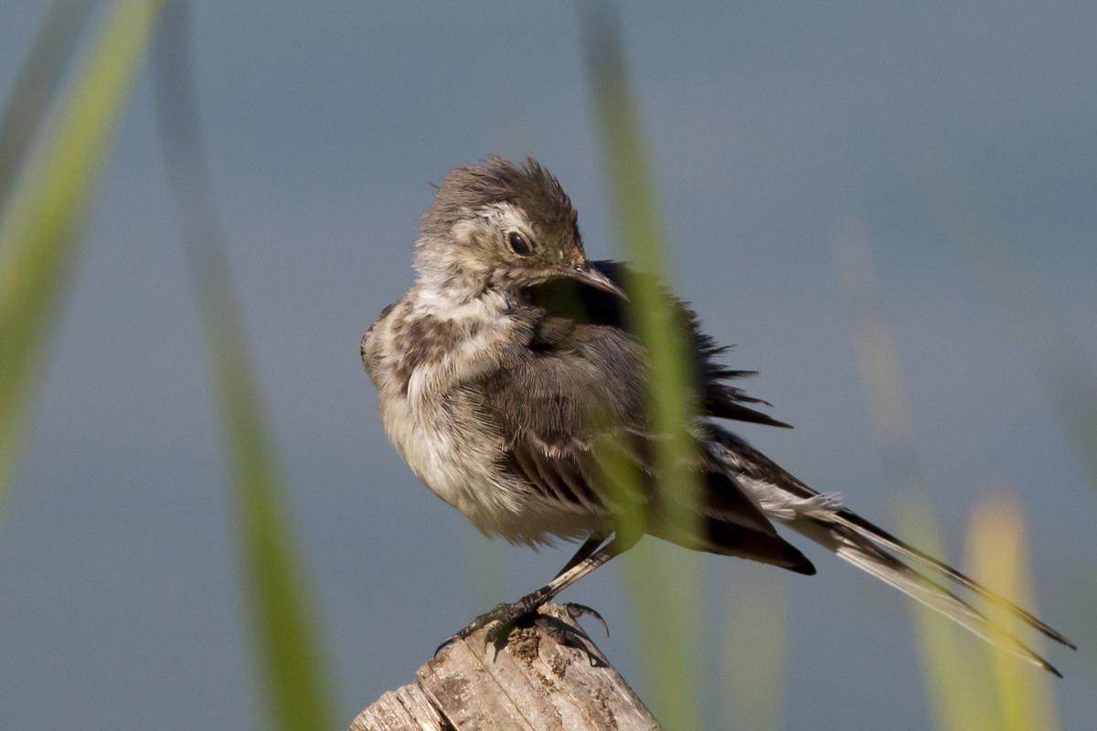 Dancer in the reeds