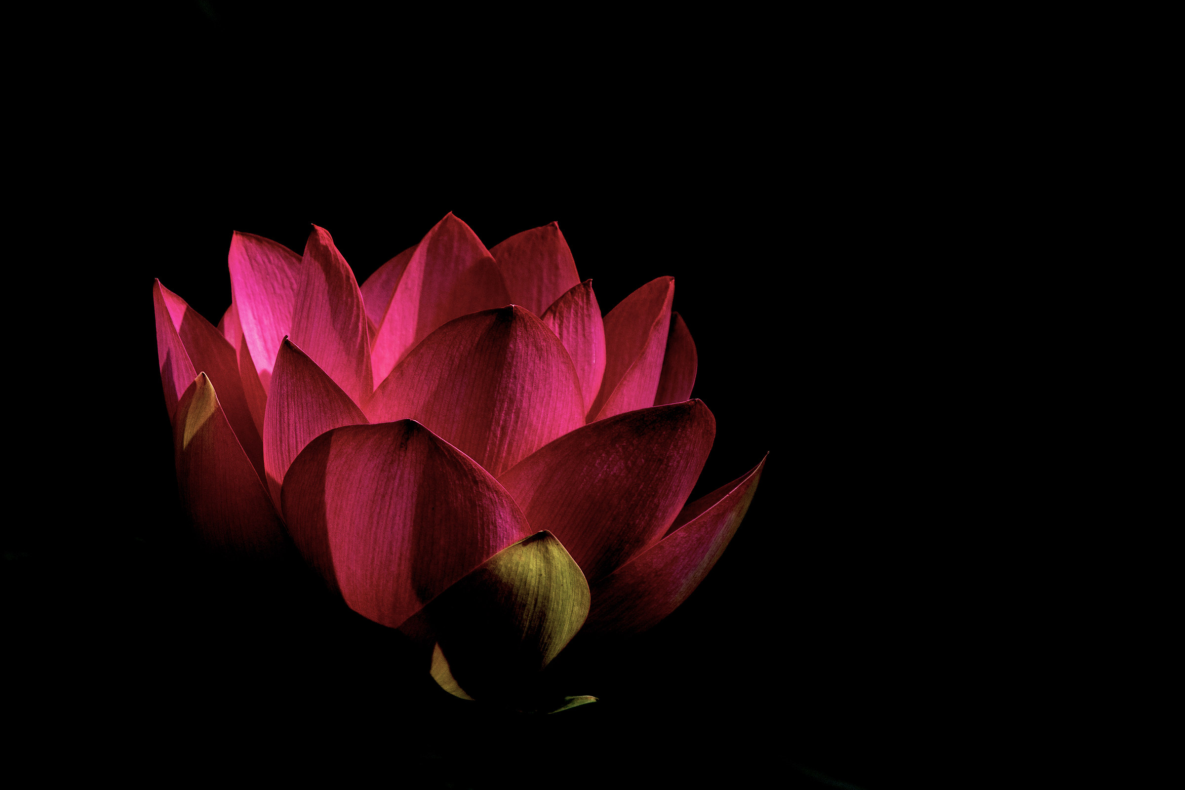 Lotus flower