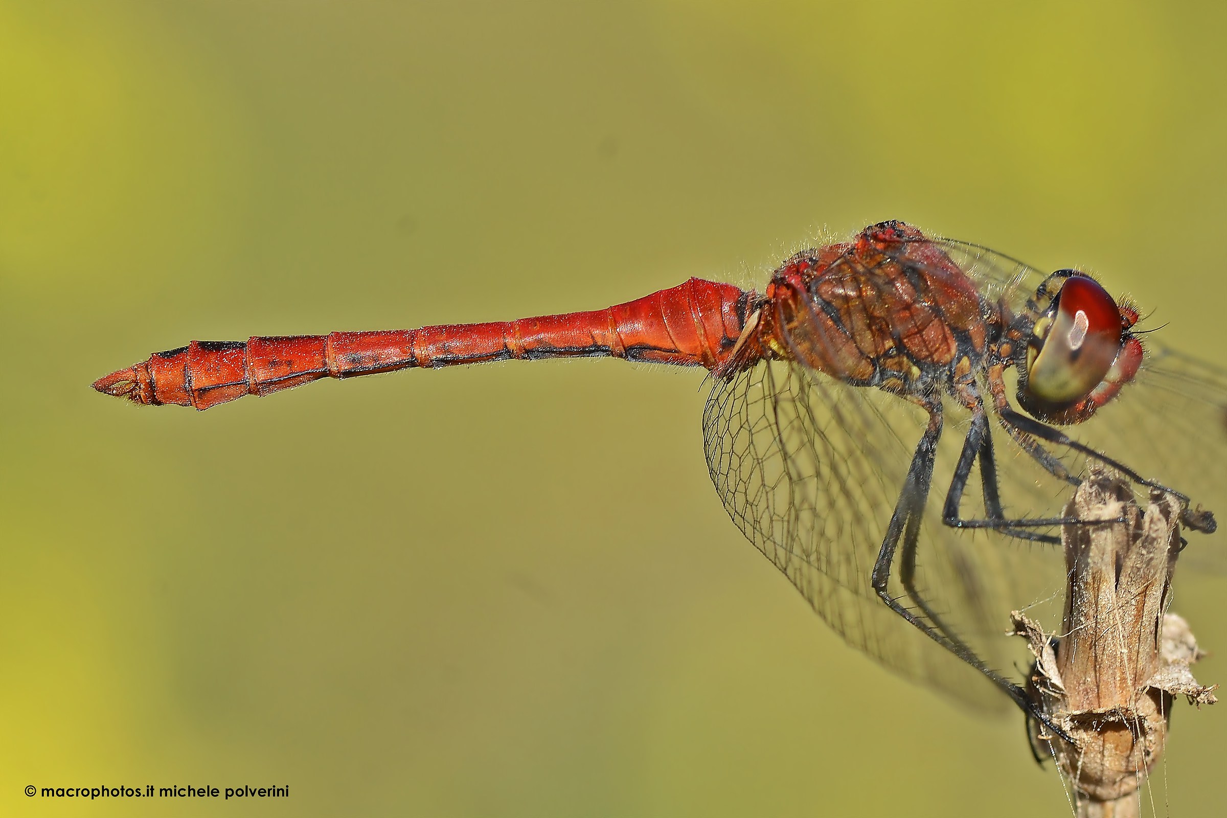 red Dragonfly