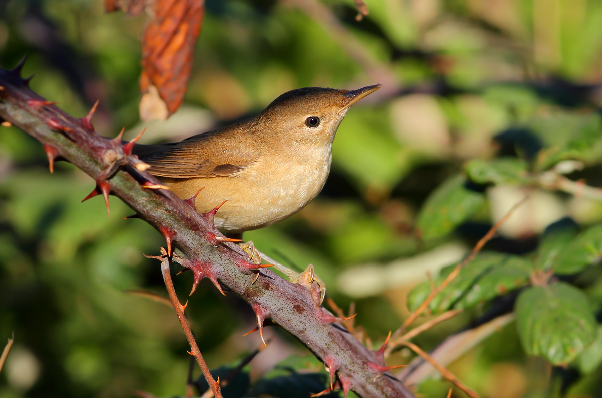 reed warbler