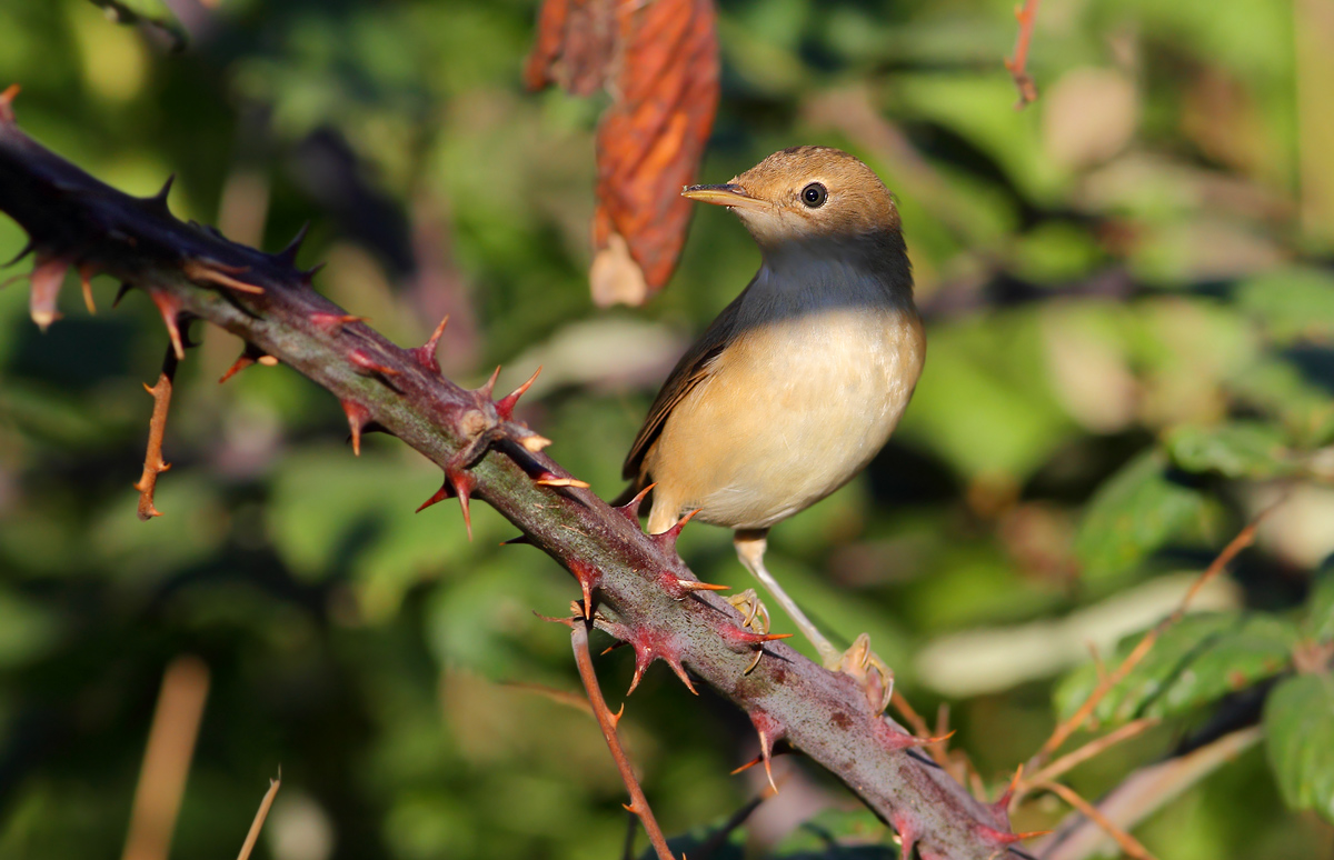 reed warbler