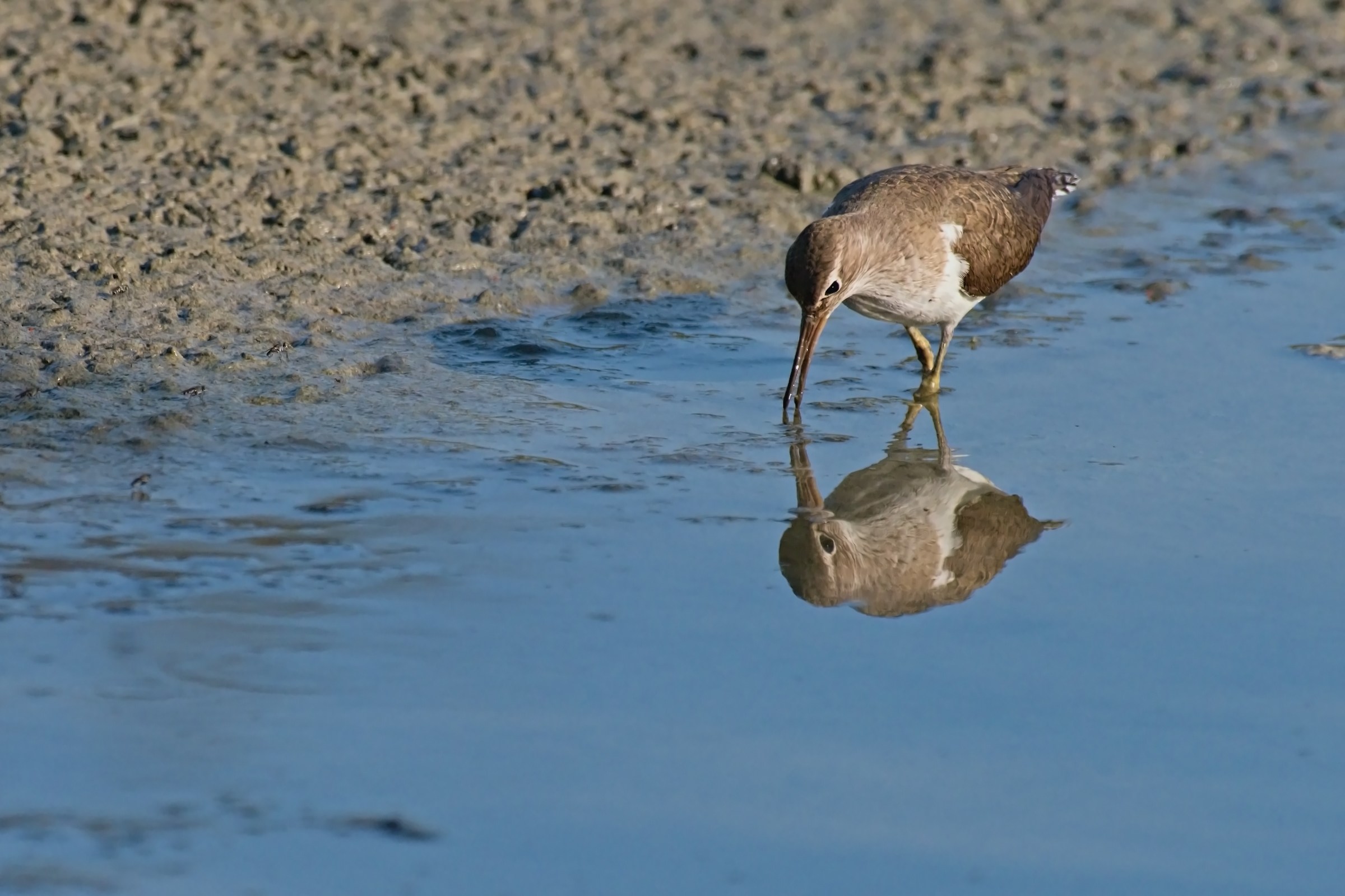 Piro Piro in the mirror