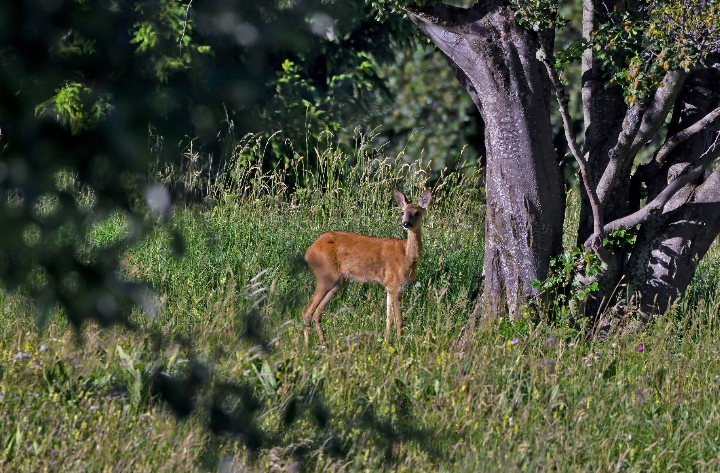 Giovane femmina di capriolo ambientata