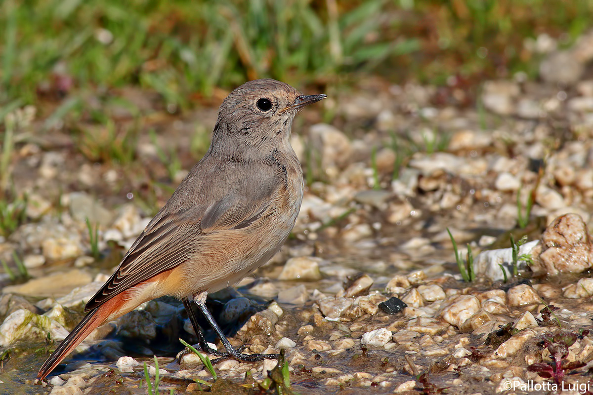 Codirosso (Phoenicurus phoenicurus) giovane