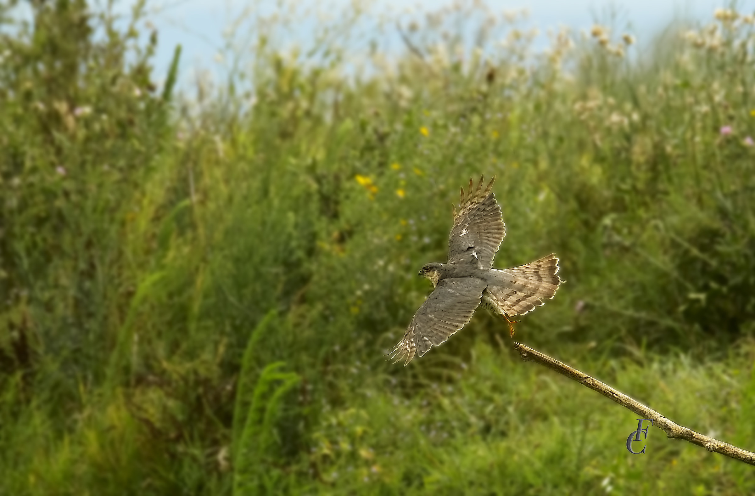 sparrowhawk