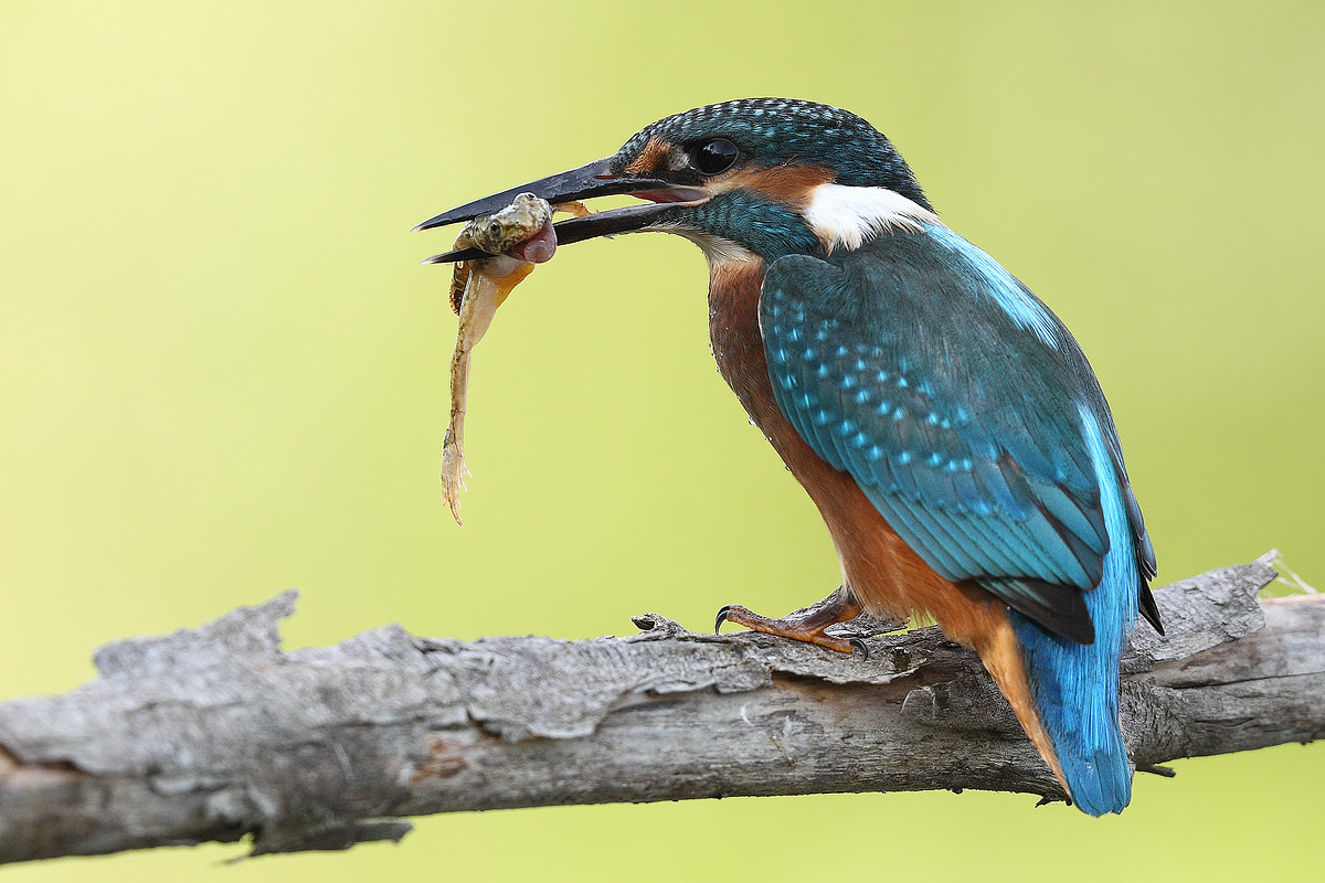 Kingfisher with frog