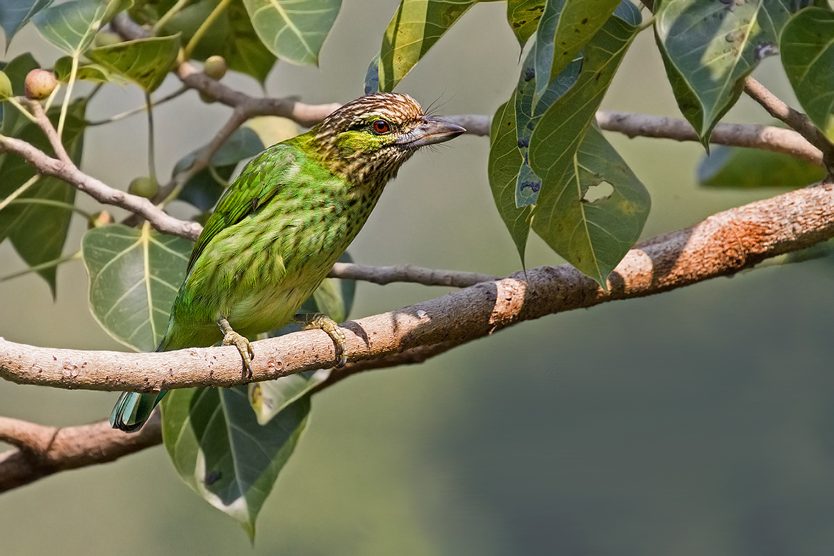 Green-eared Barbet