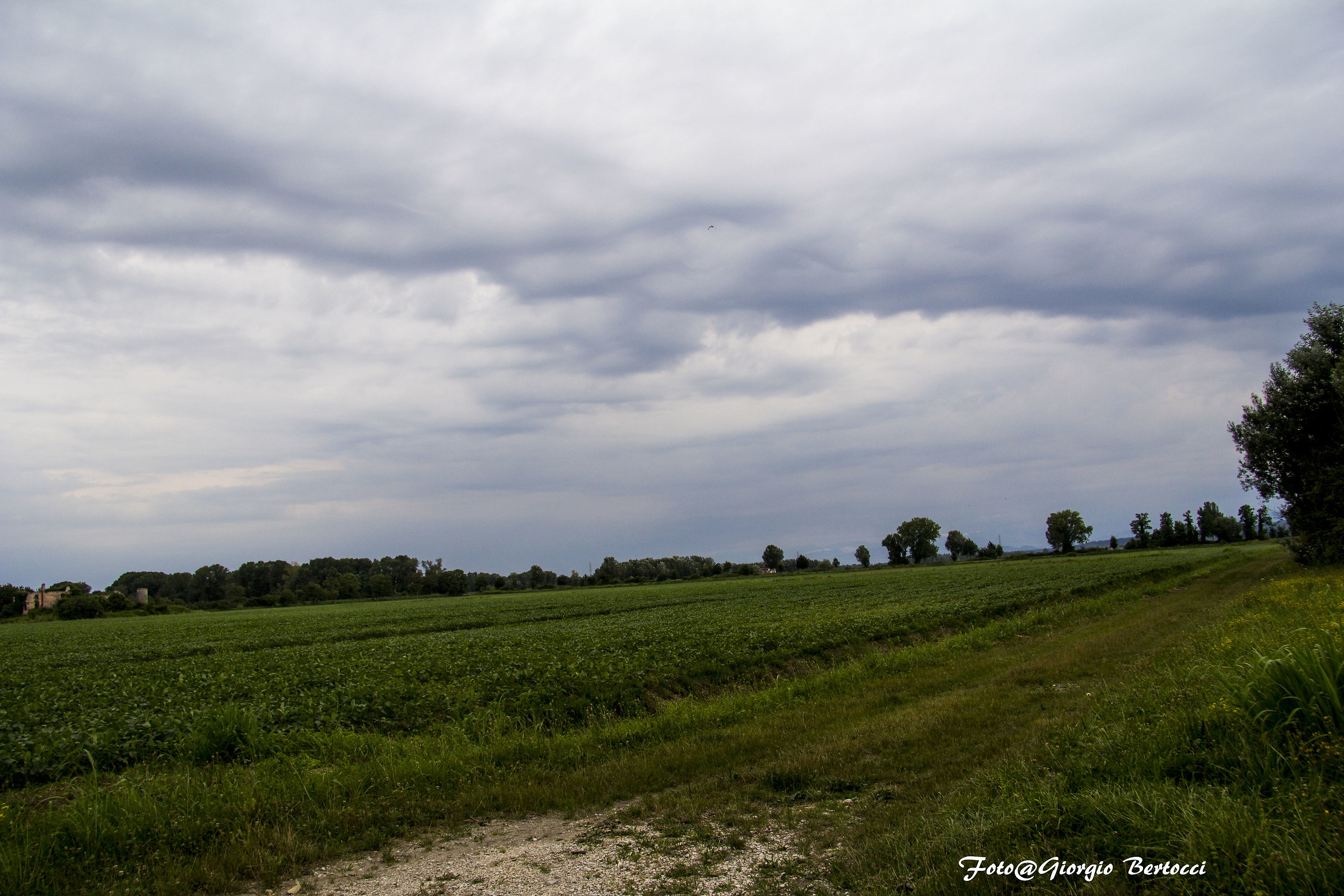 Isola della Cona (UD)