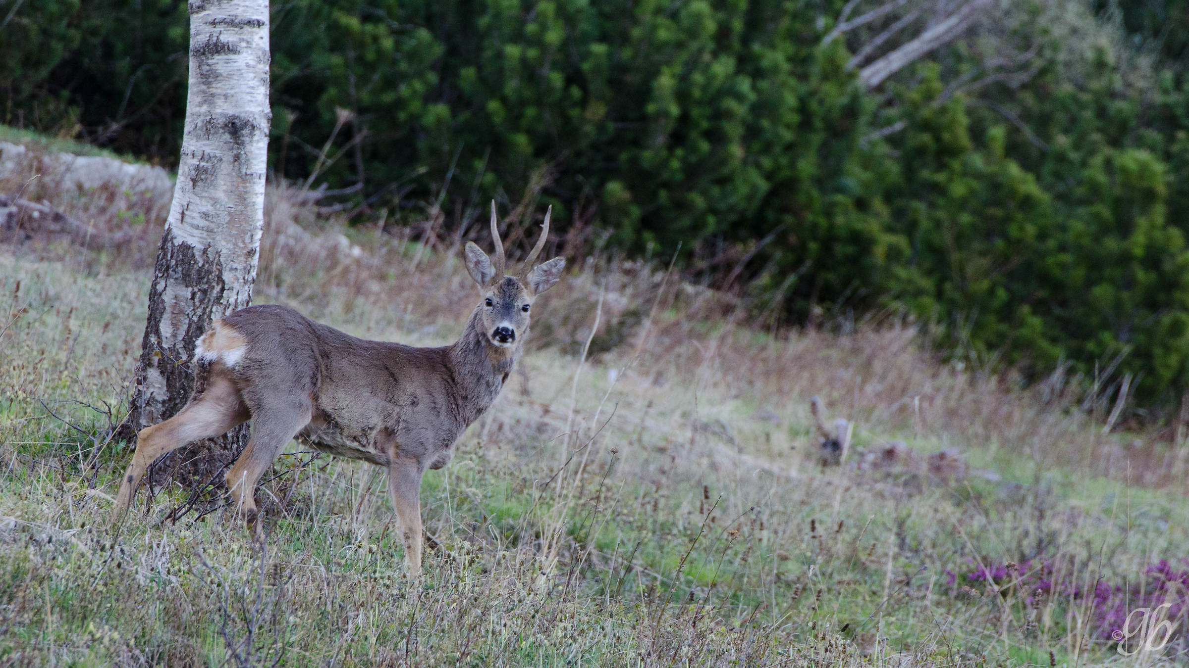 the male roe deer