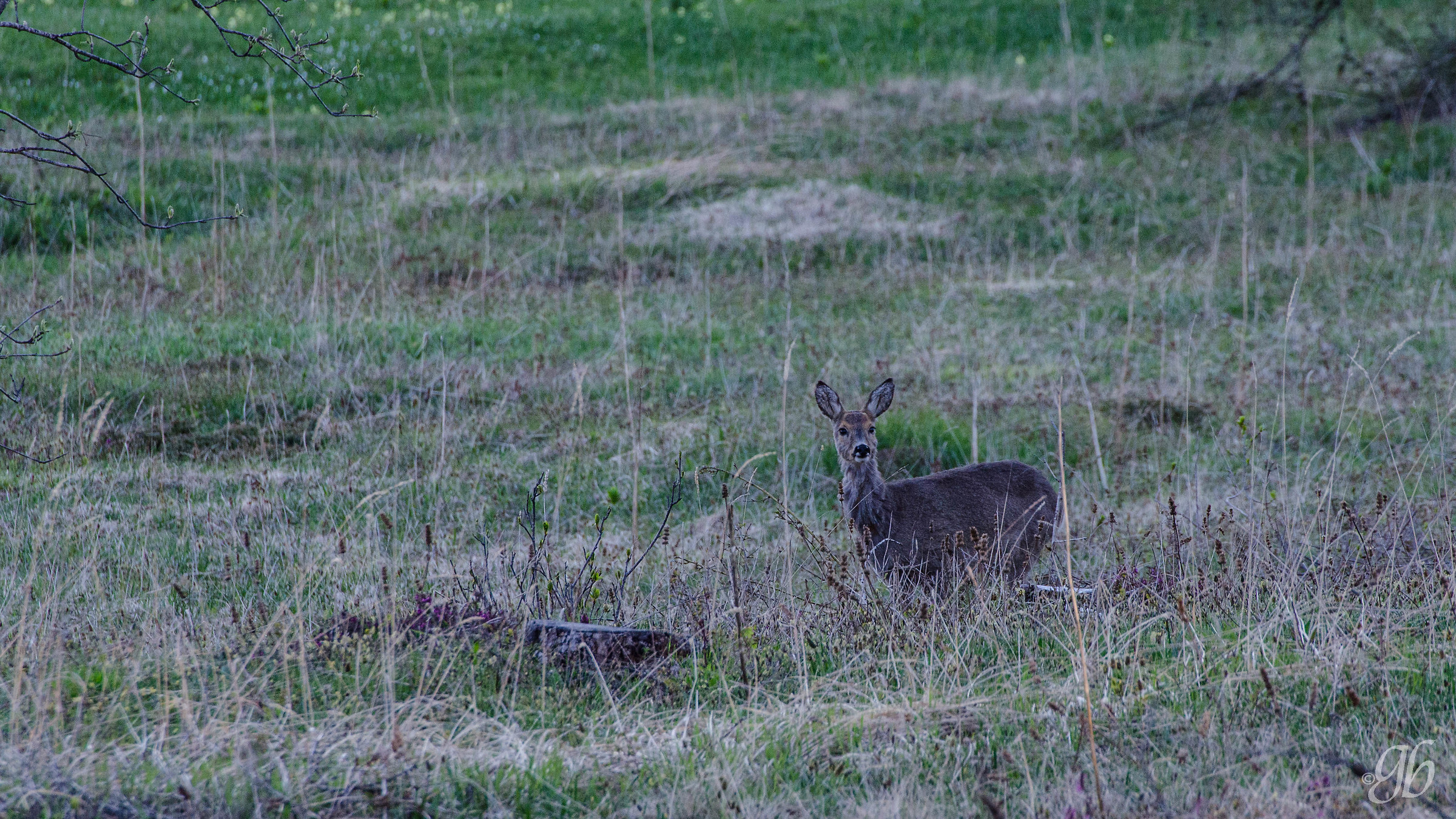 Alba in compagnia di un capriolo #2