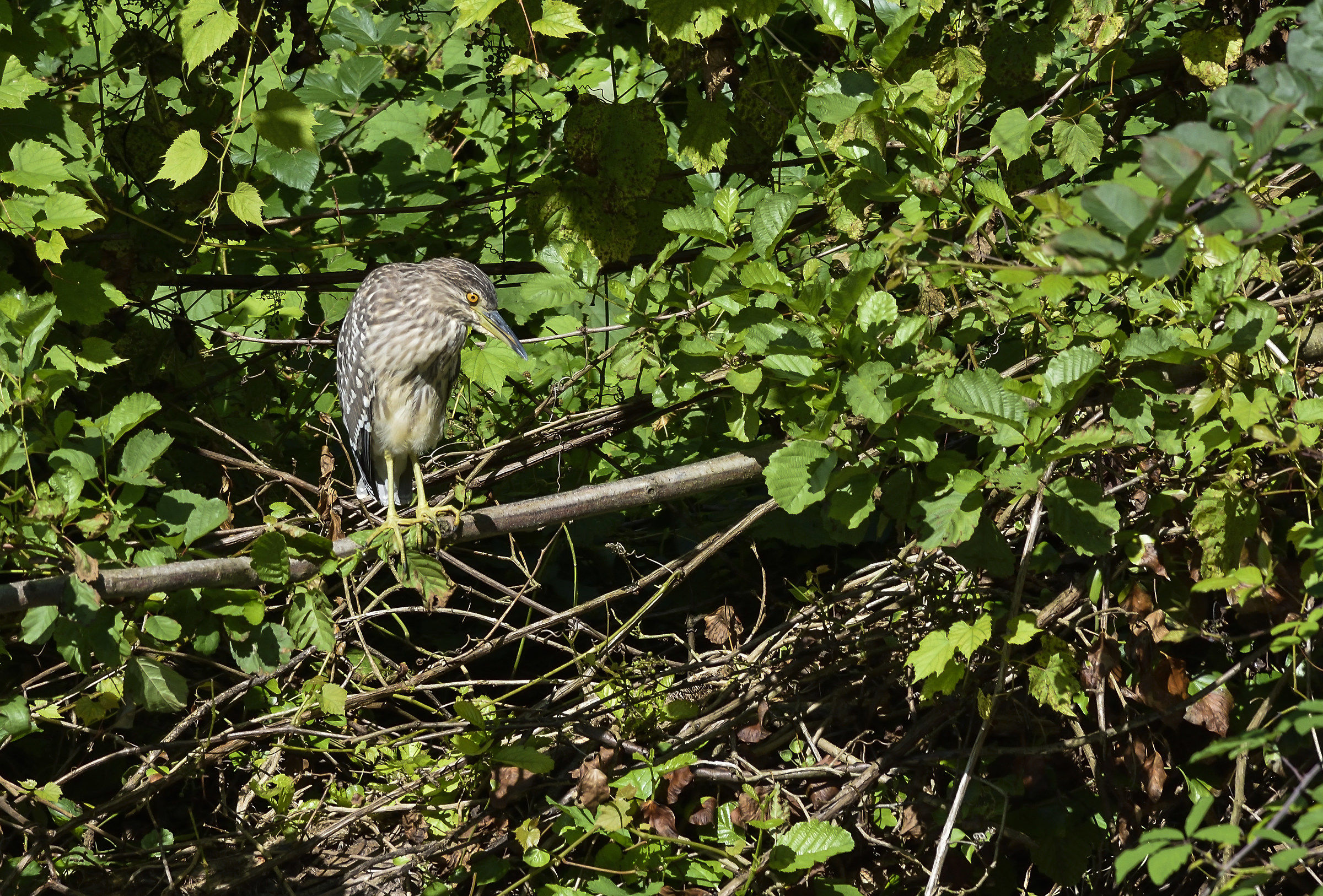 Bittern