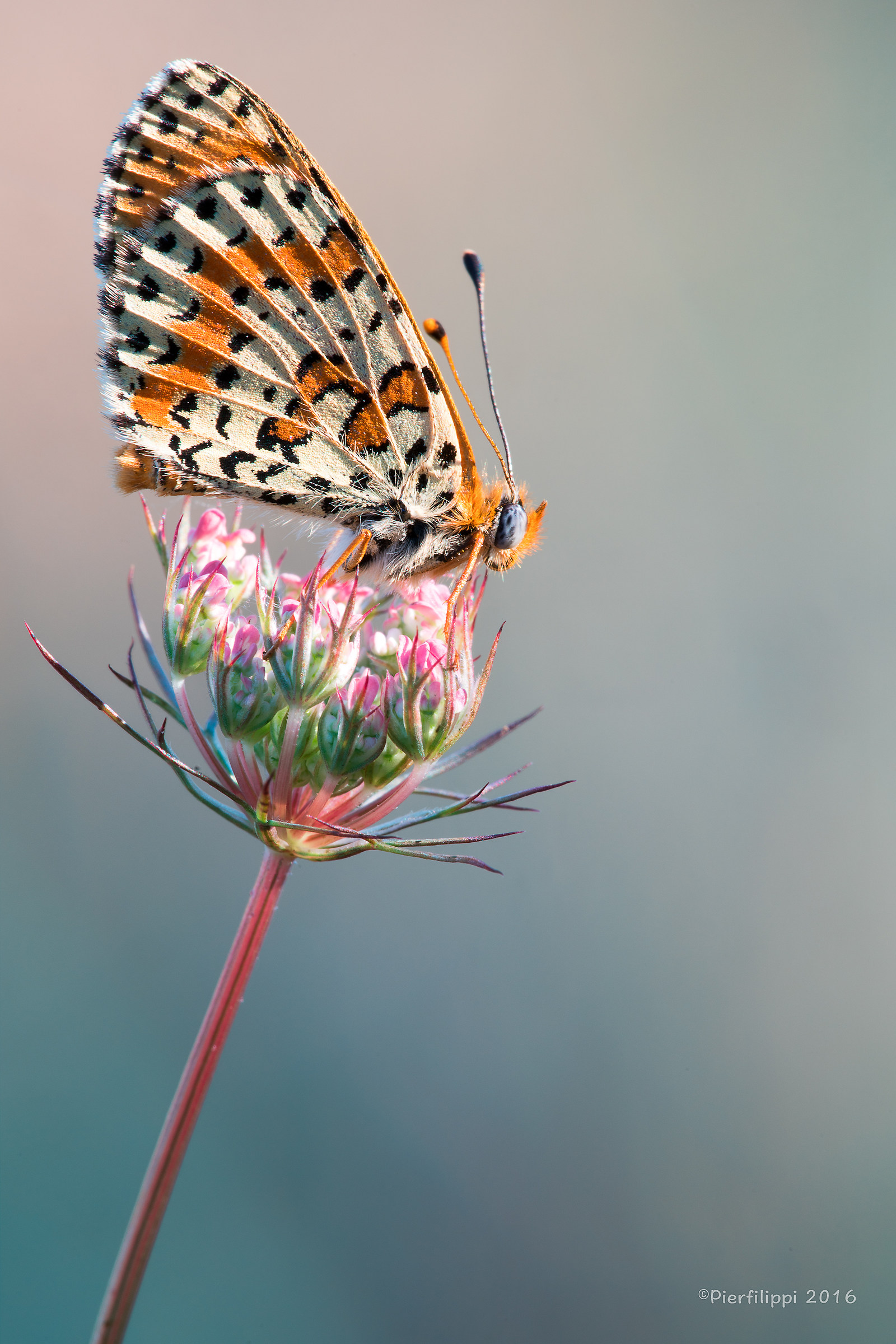Una semplice Melitaea..