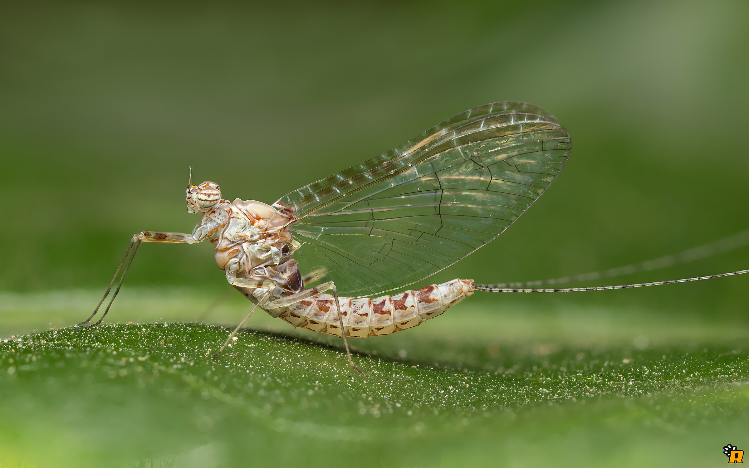 mayfly