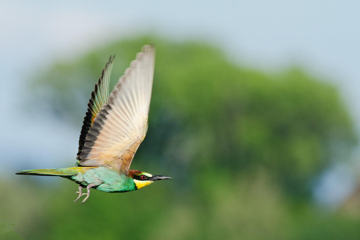 the flight of the bee-eater