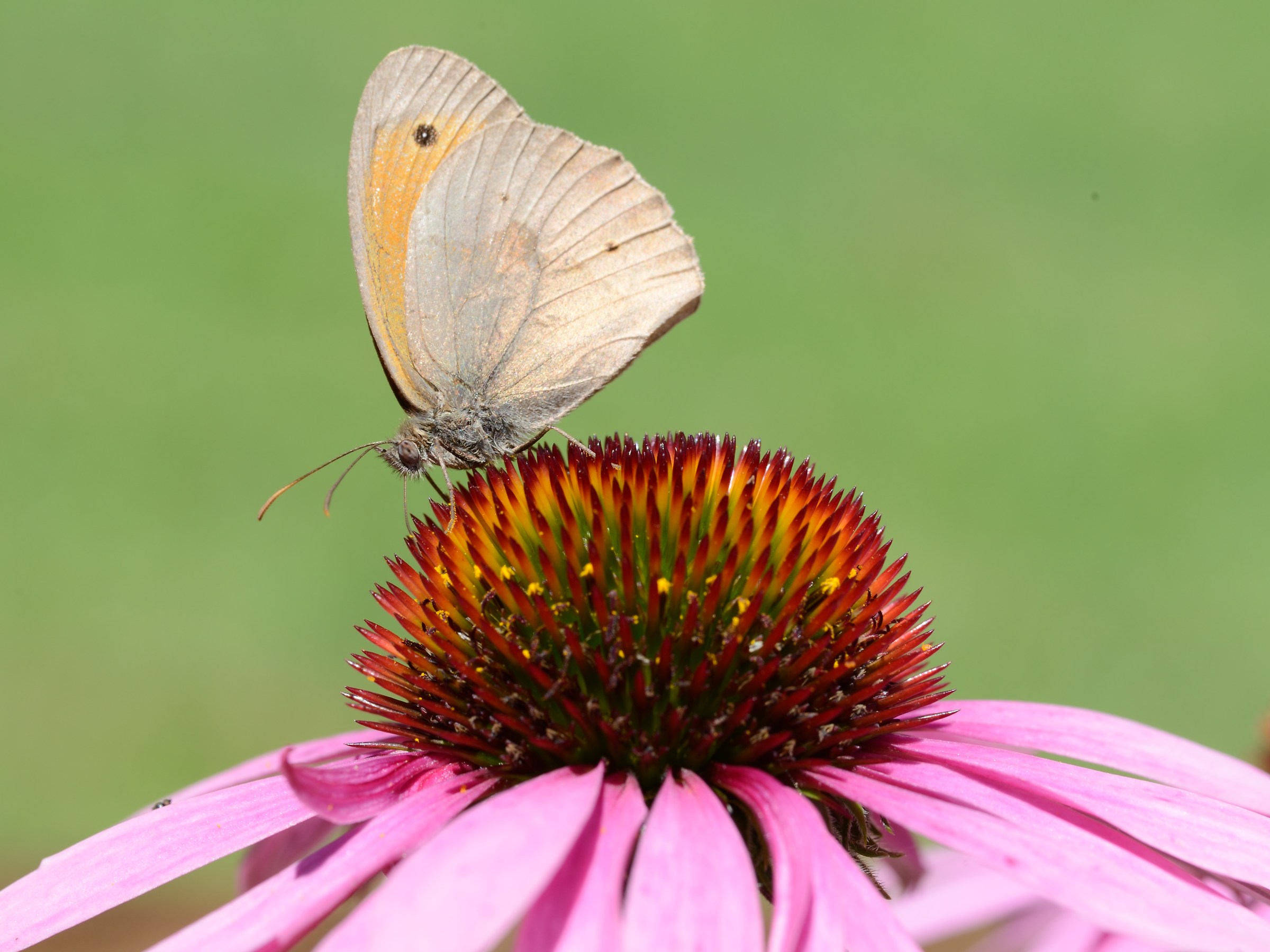 Coenonympha panphilus su Echinacea sp.