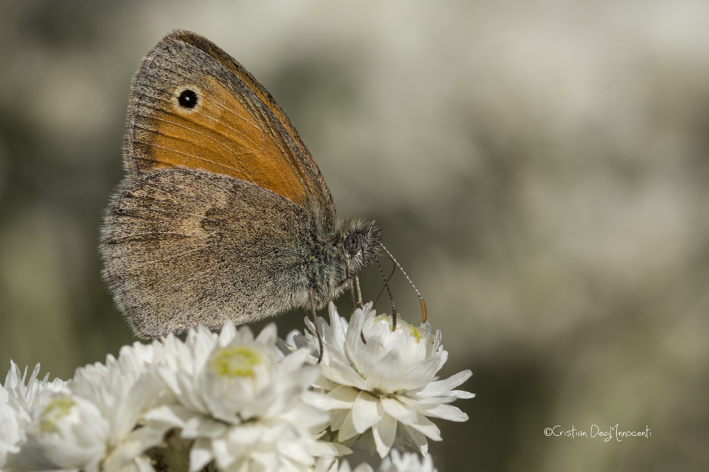 Coenonympha pamphilus