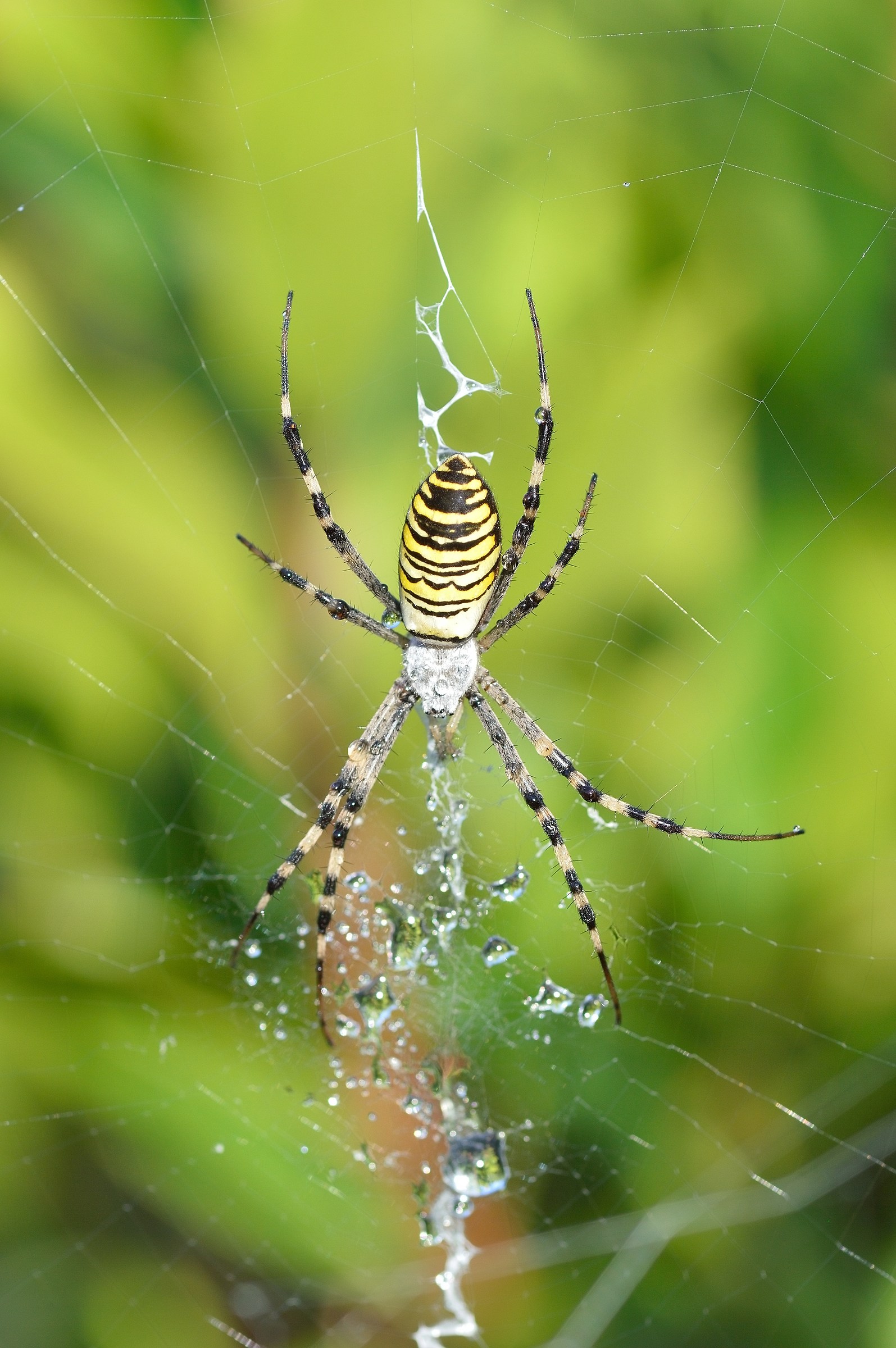 wasp spider