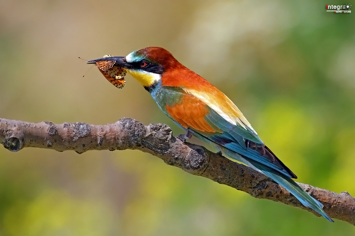 Gruccione and the butterfly