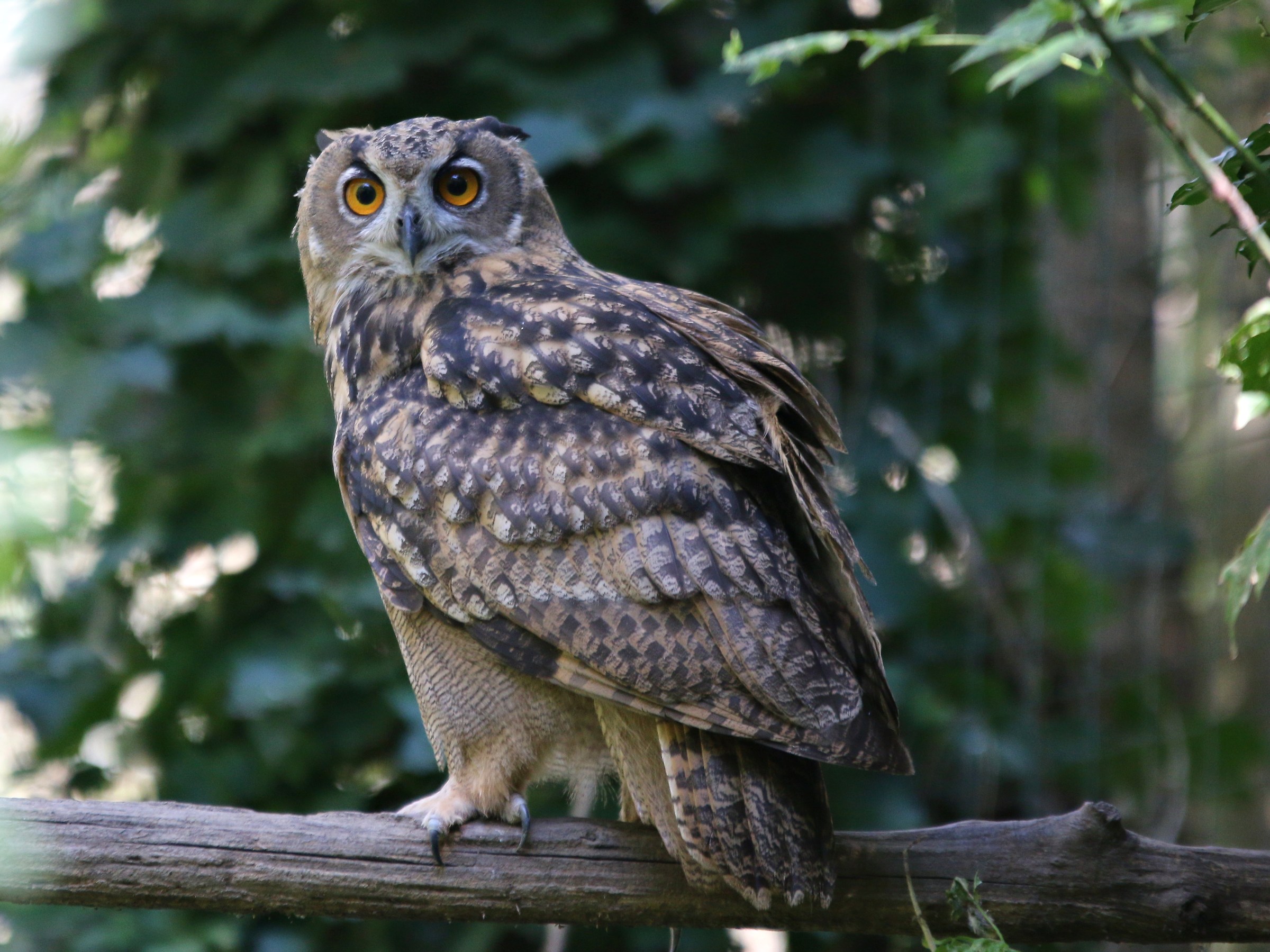 Eagle owl