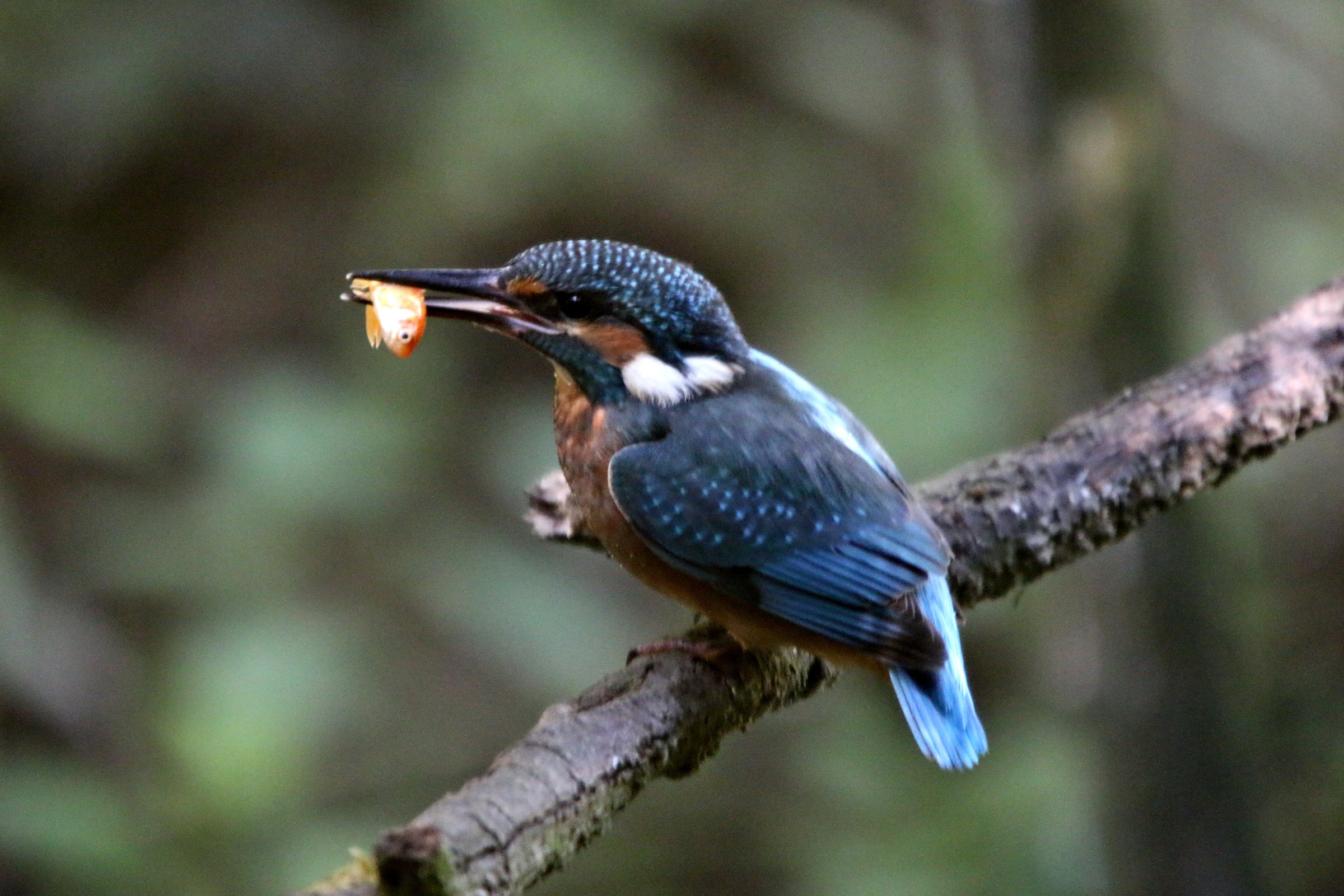 Kingfisher in action!