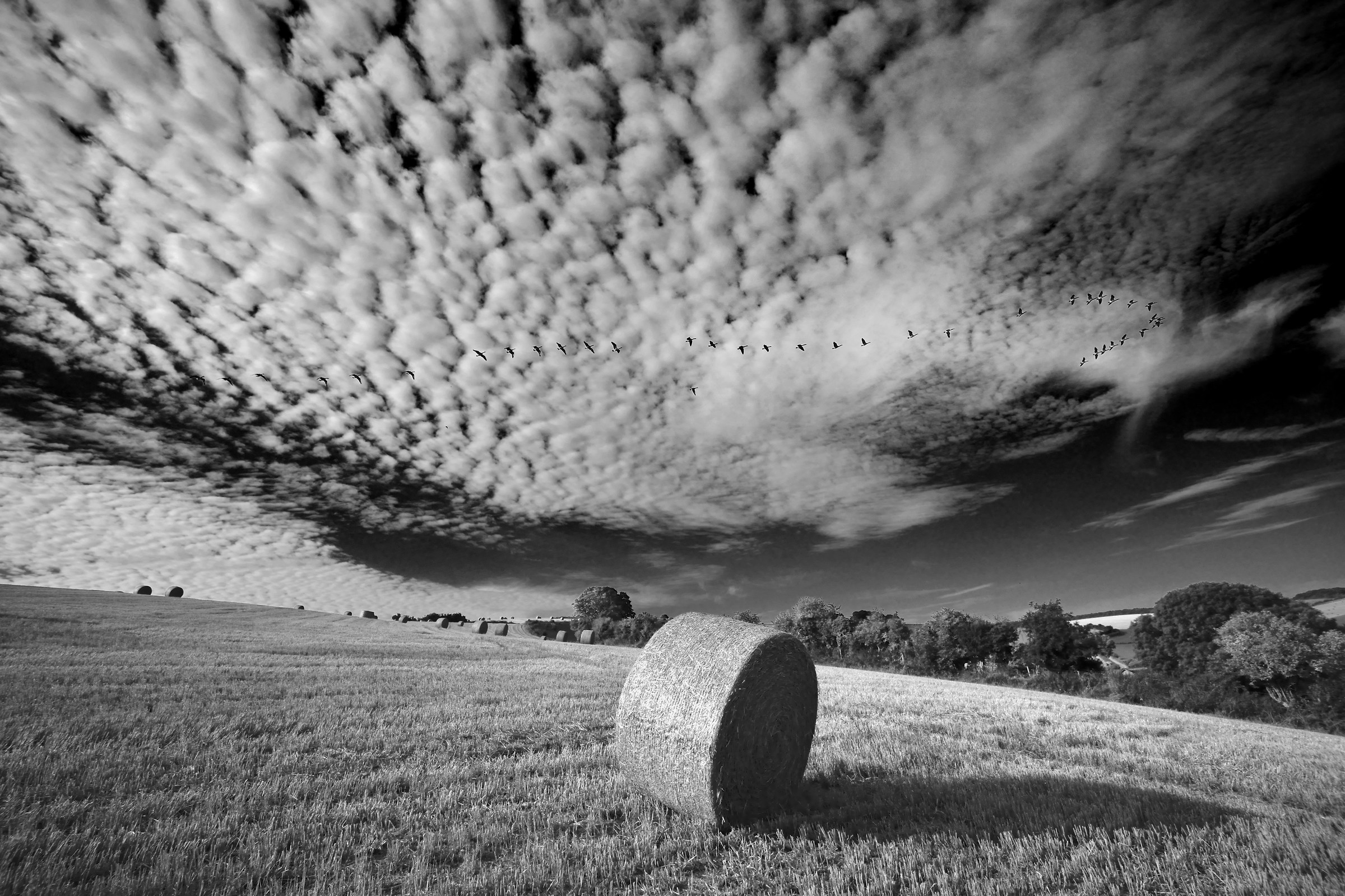 Il volo di oche al di sopra delle balle di paglia
