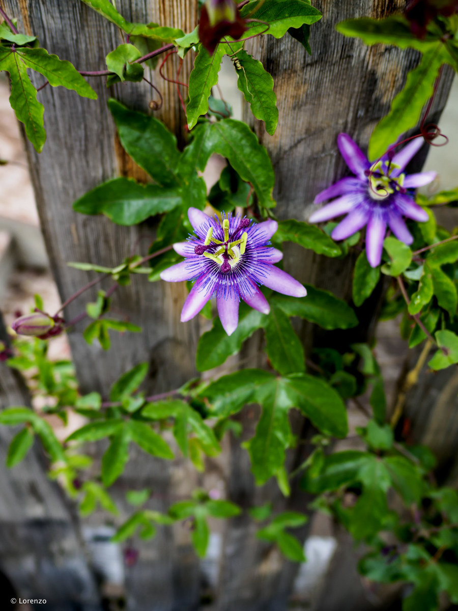 passiflora