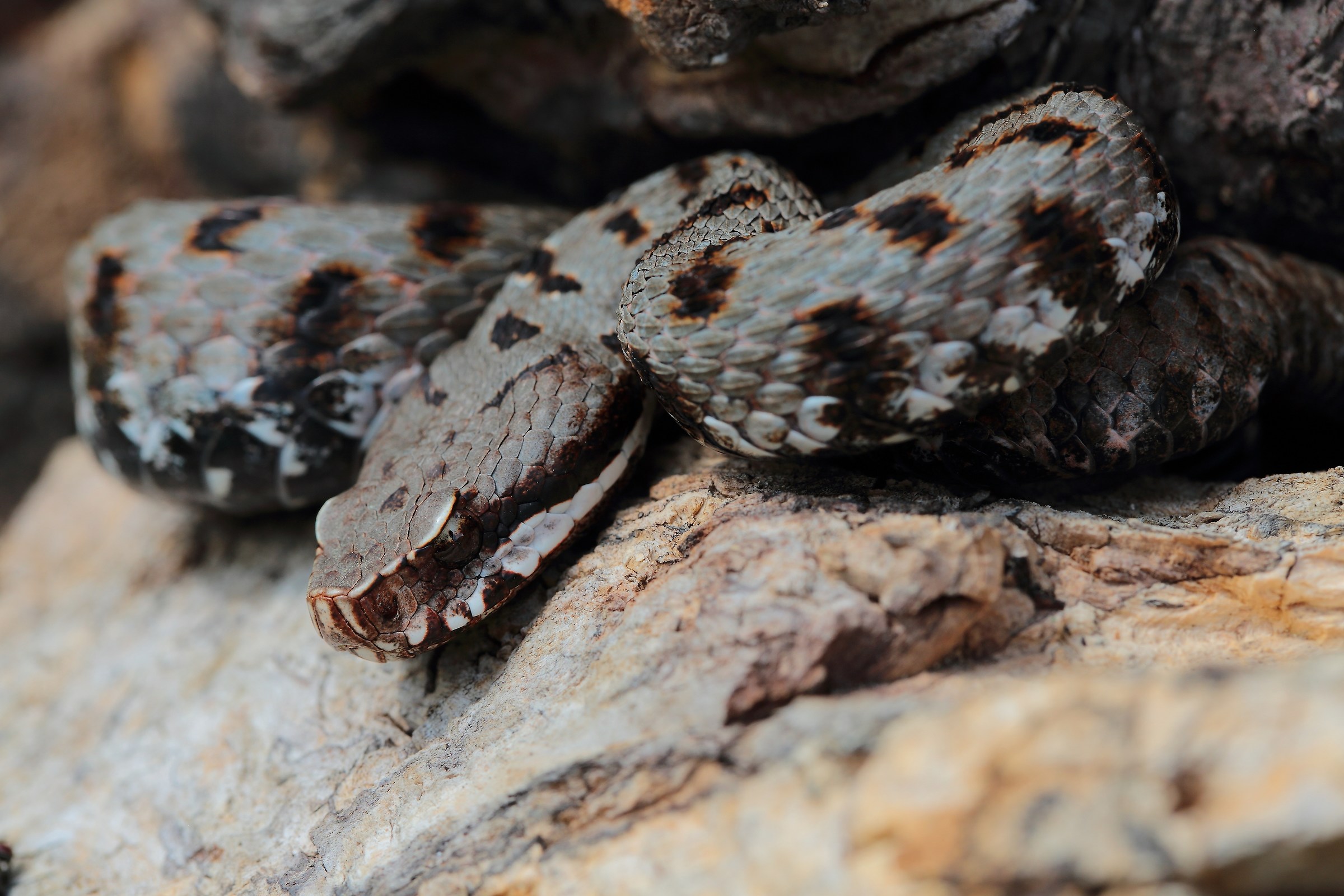 Vipera aspis maschio