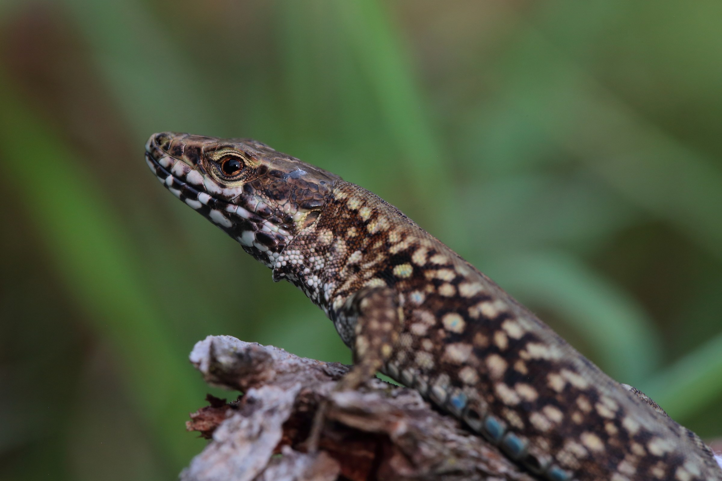 Male wall lizard