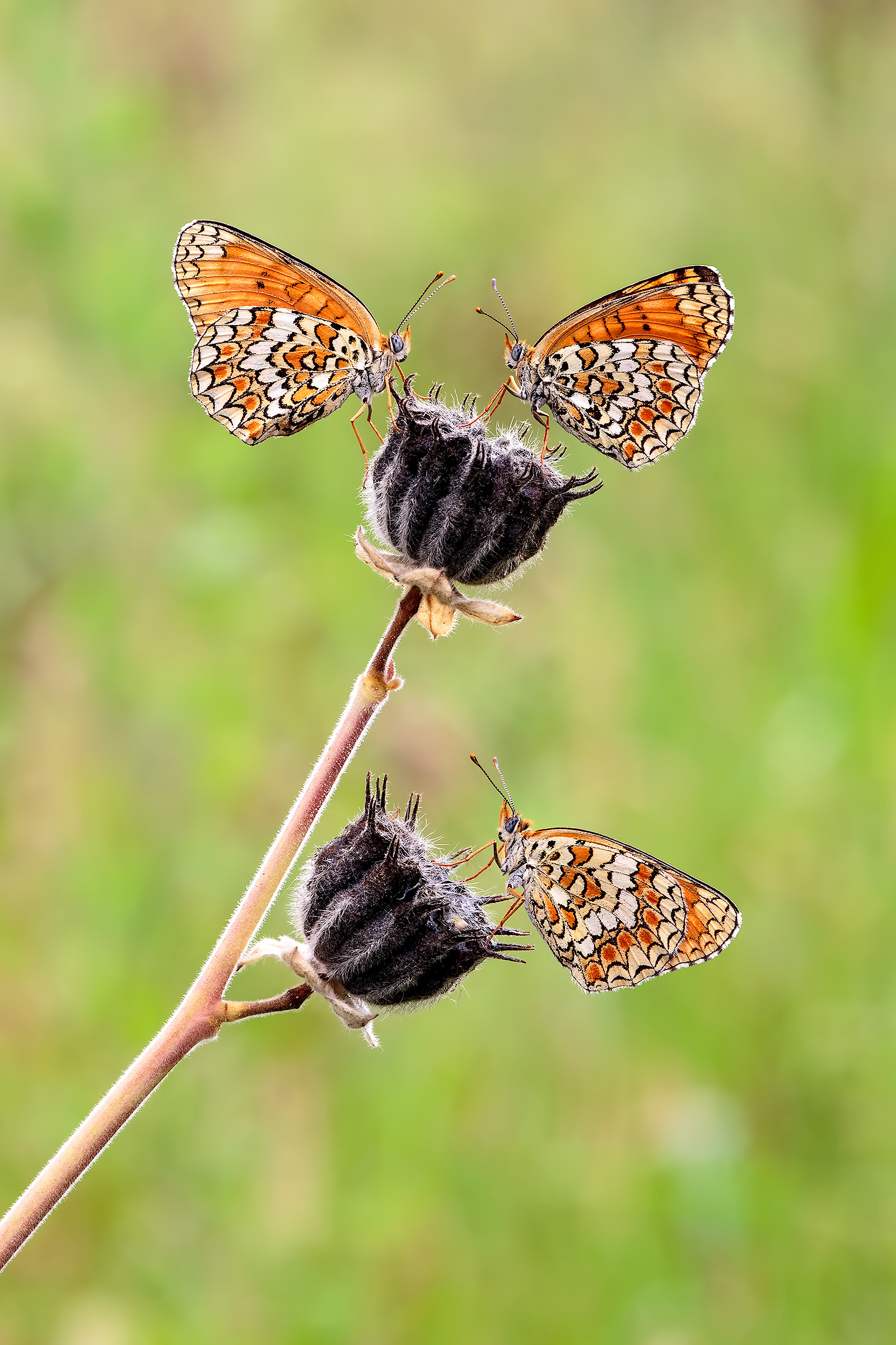 Tris di Melitaea Phoebe