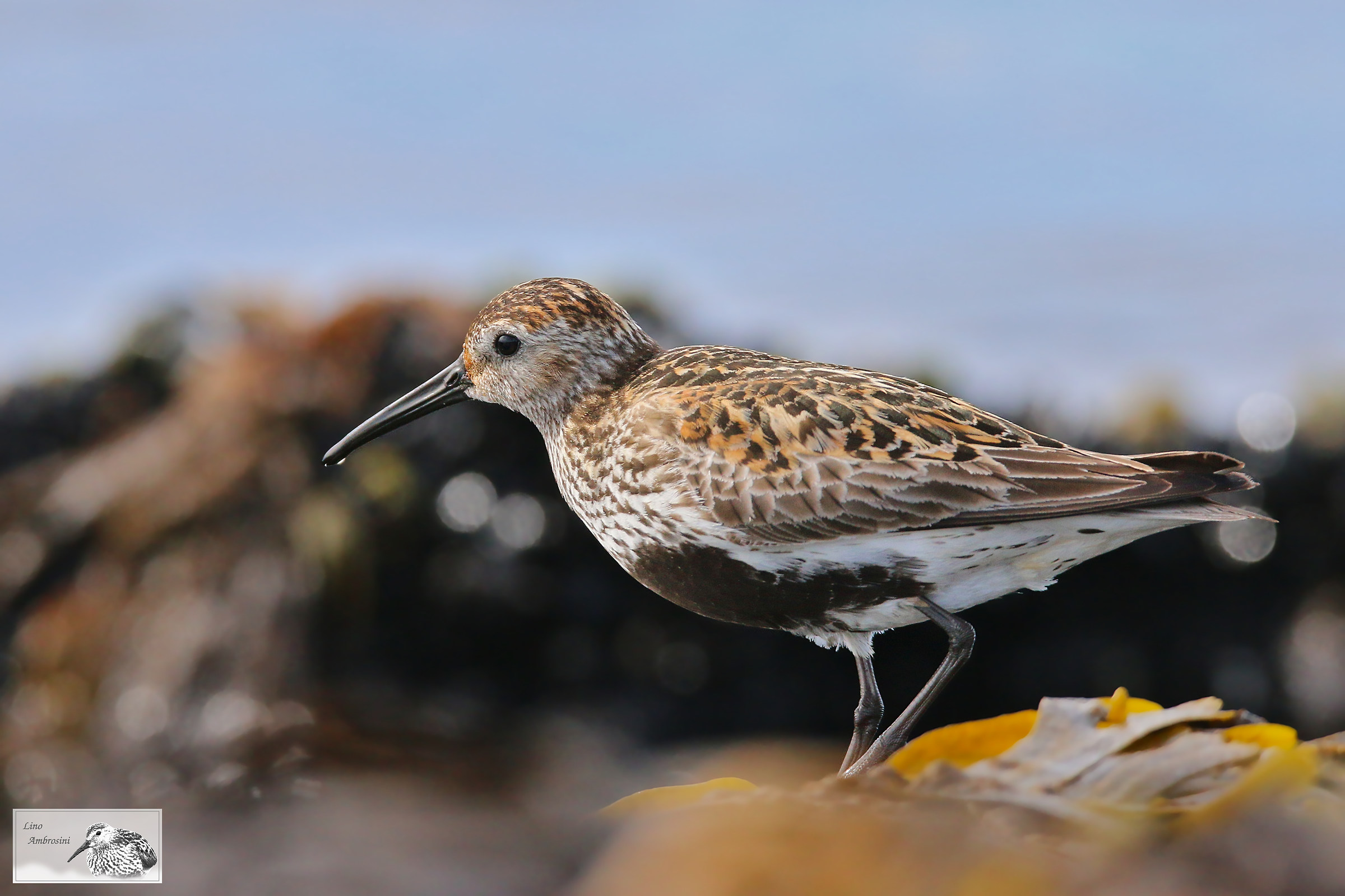 dunlin
