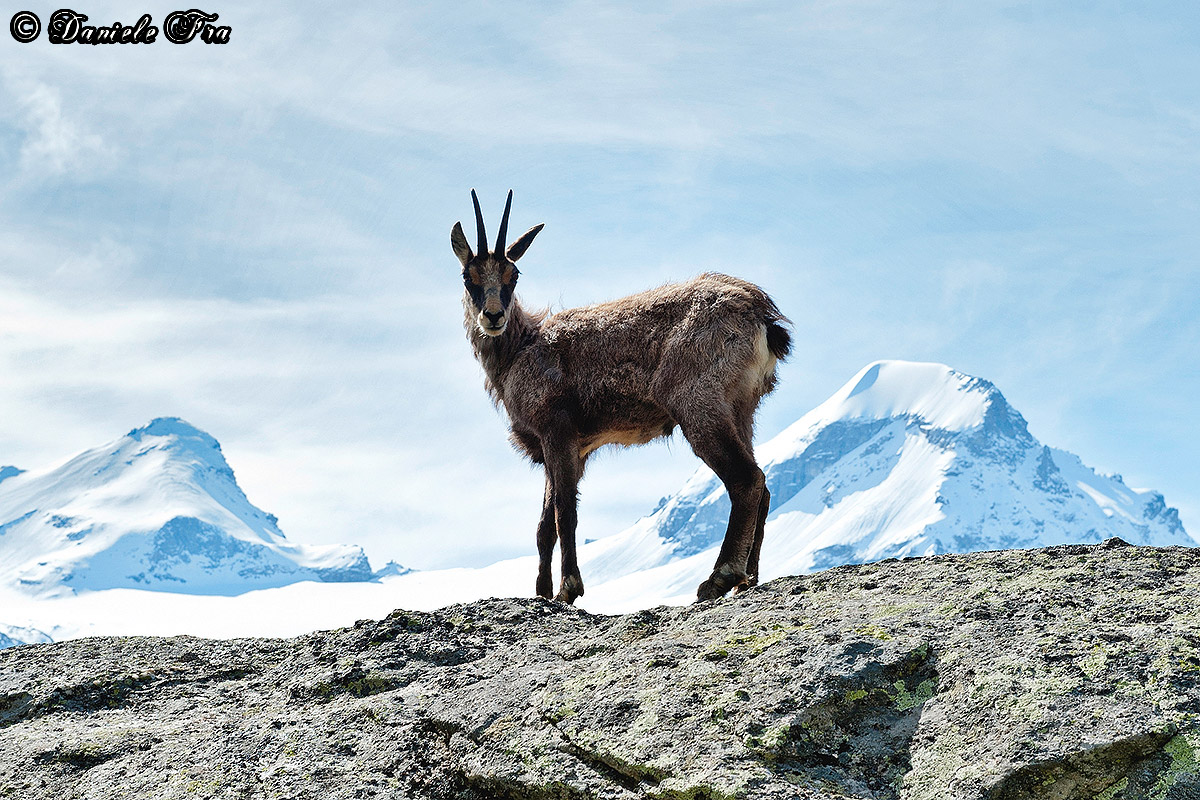 Chamois