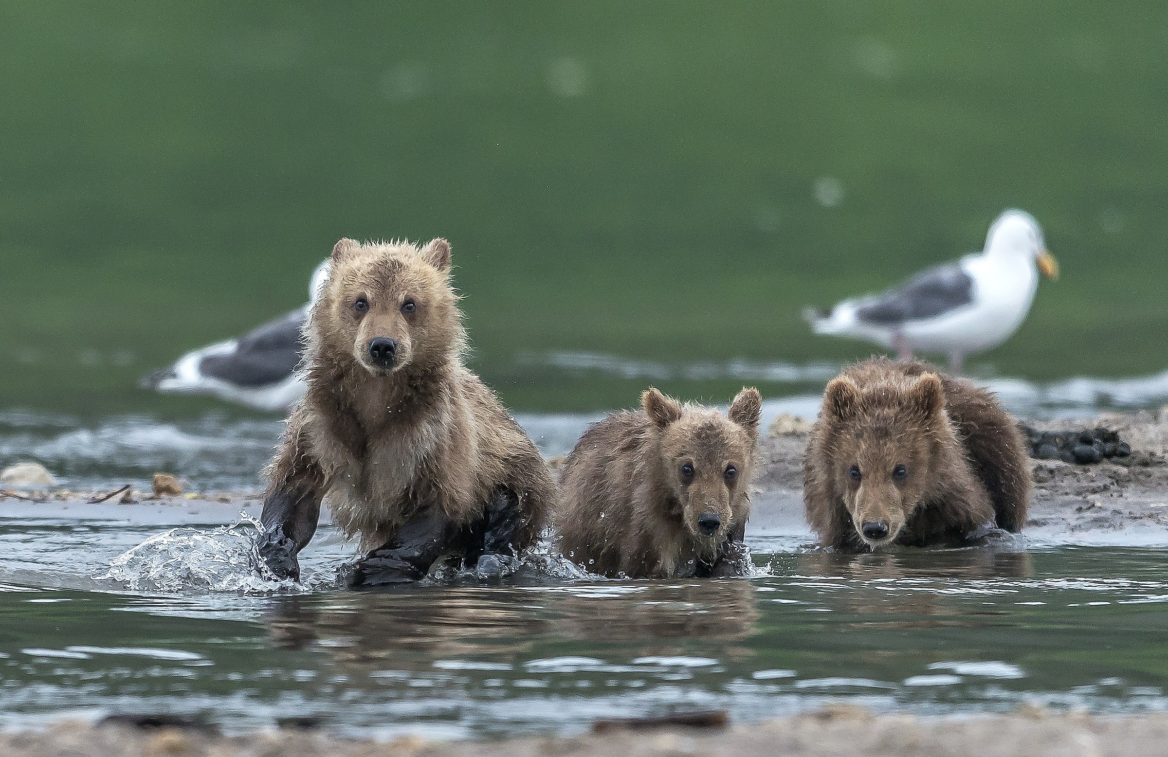 Kamchatka 2016 - I tre fratellini