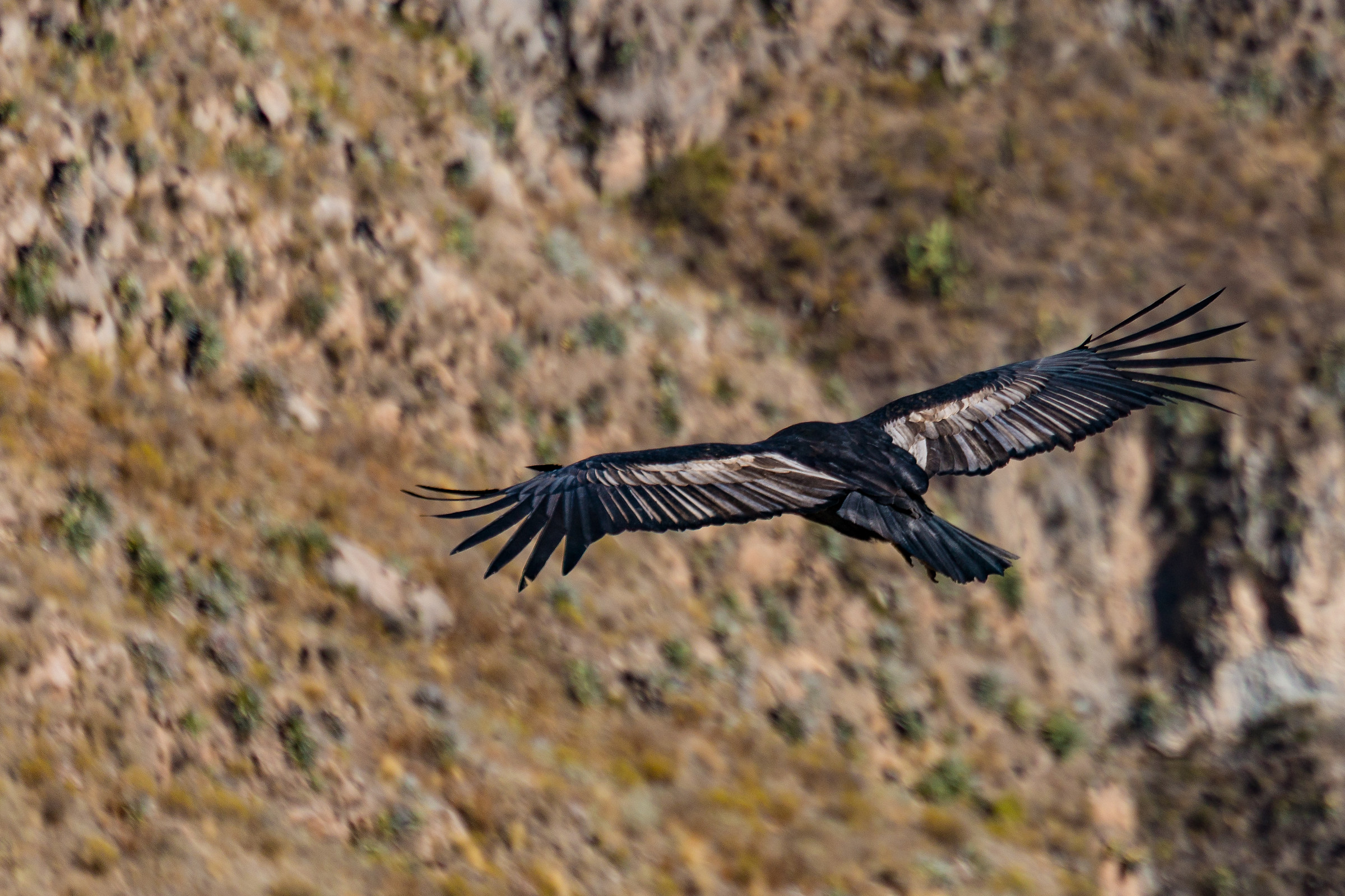 Condor - Colca Canyon