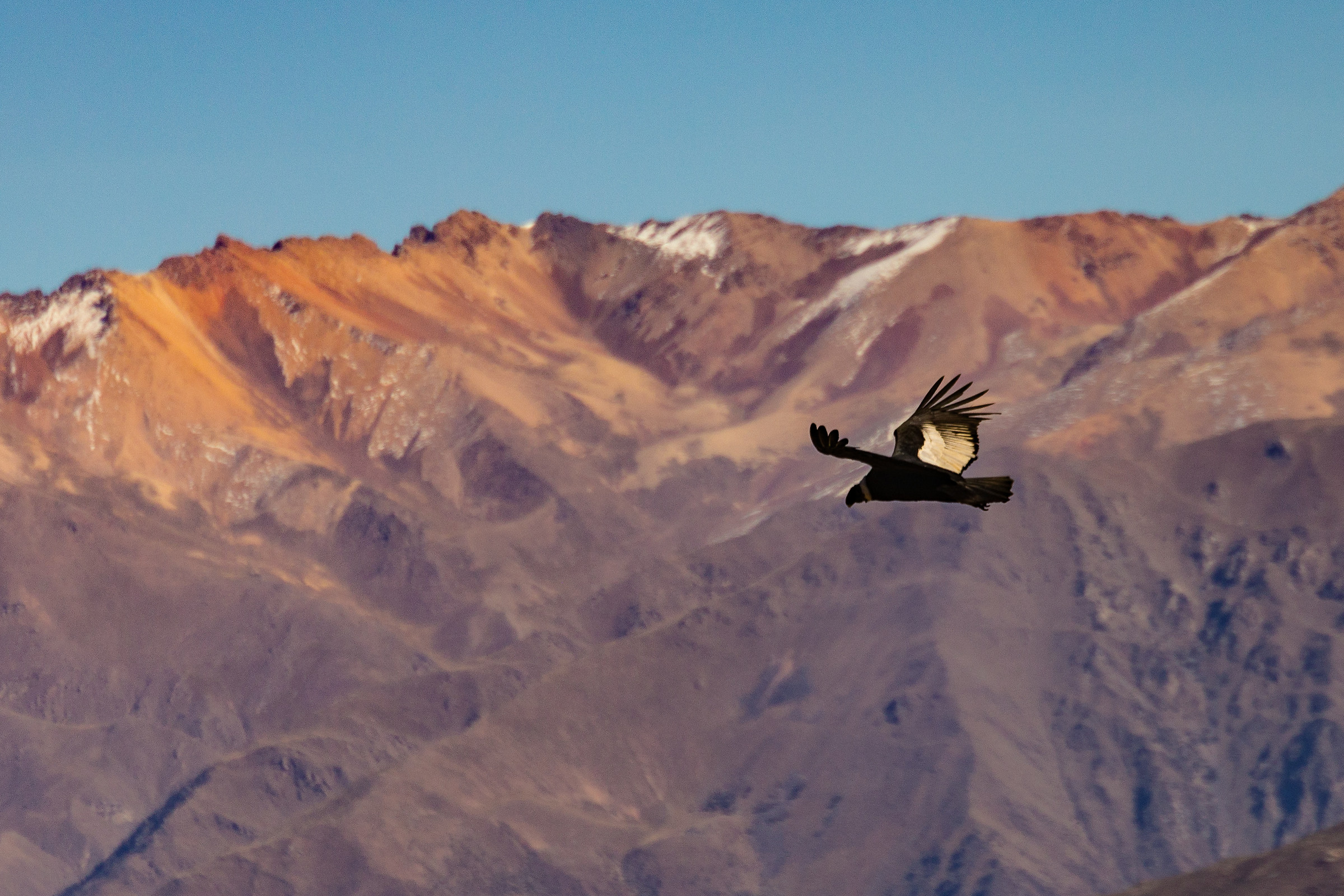 Condor - Colca Canyon