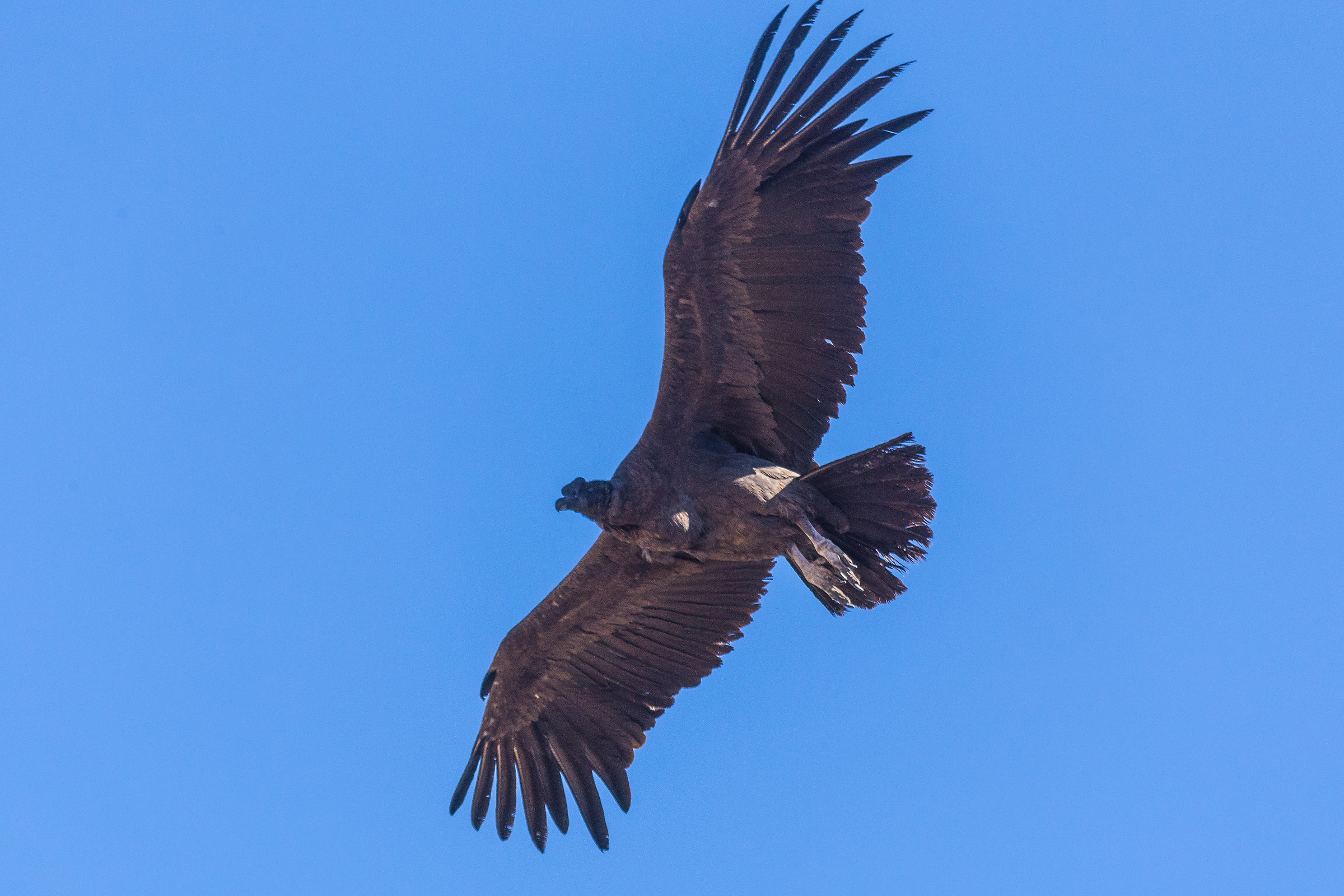 Condor - Colca Canyon