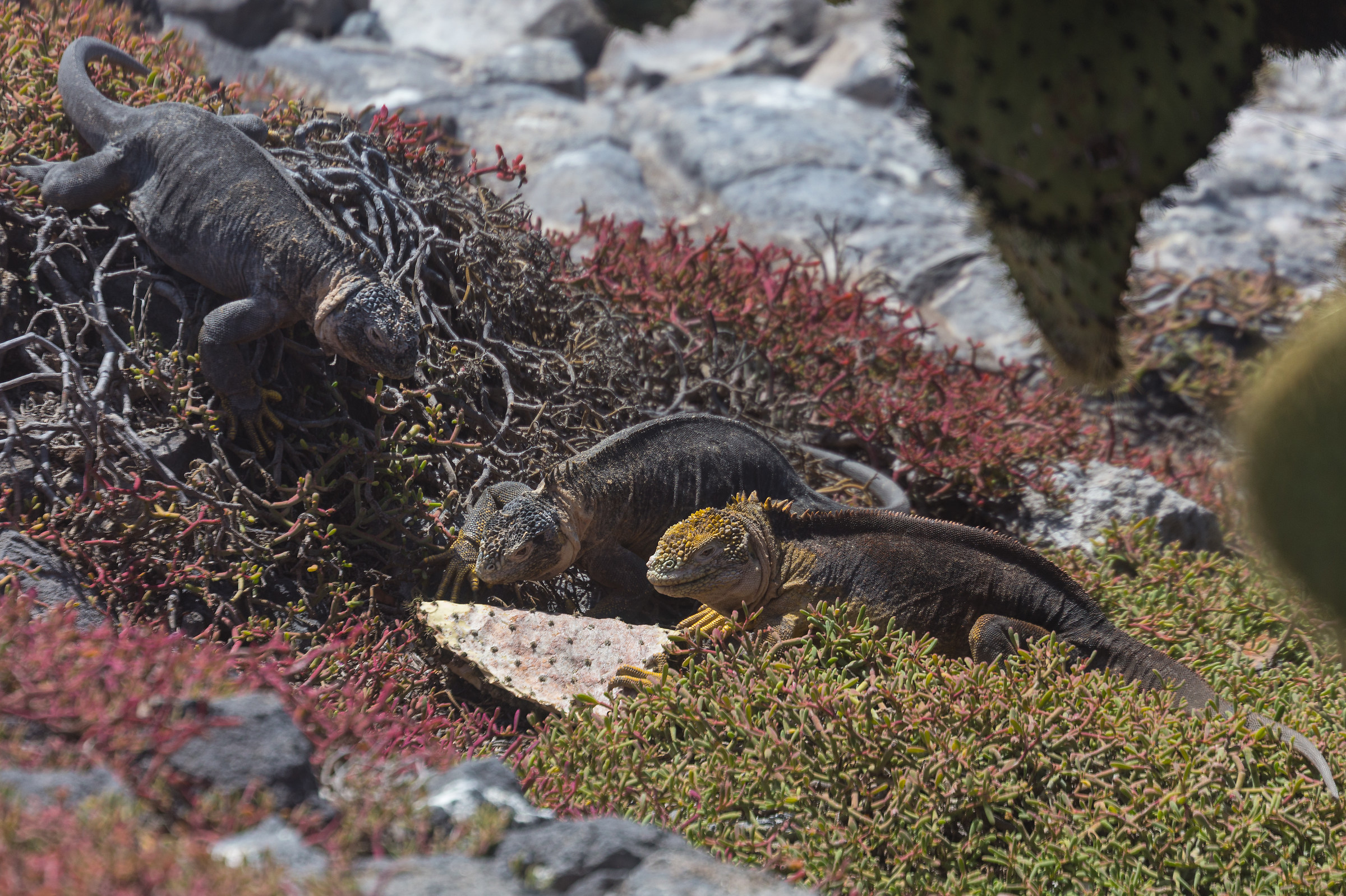 Galapagos land iguana