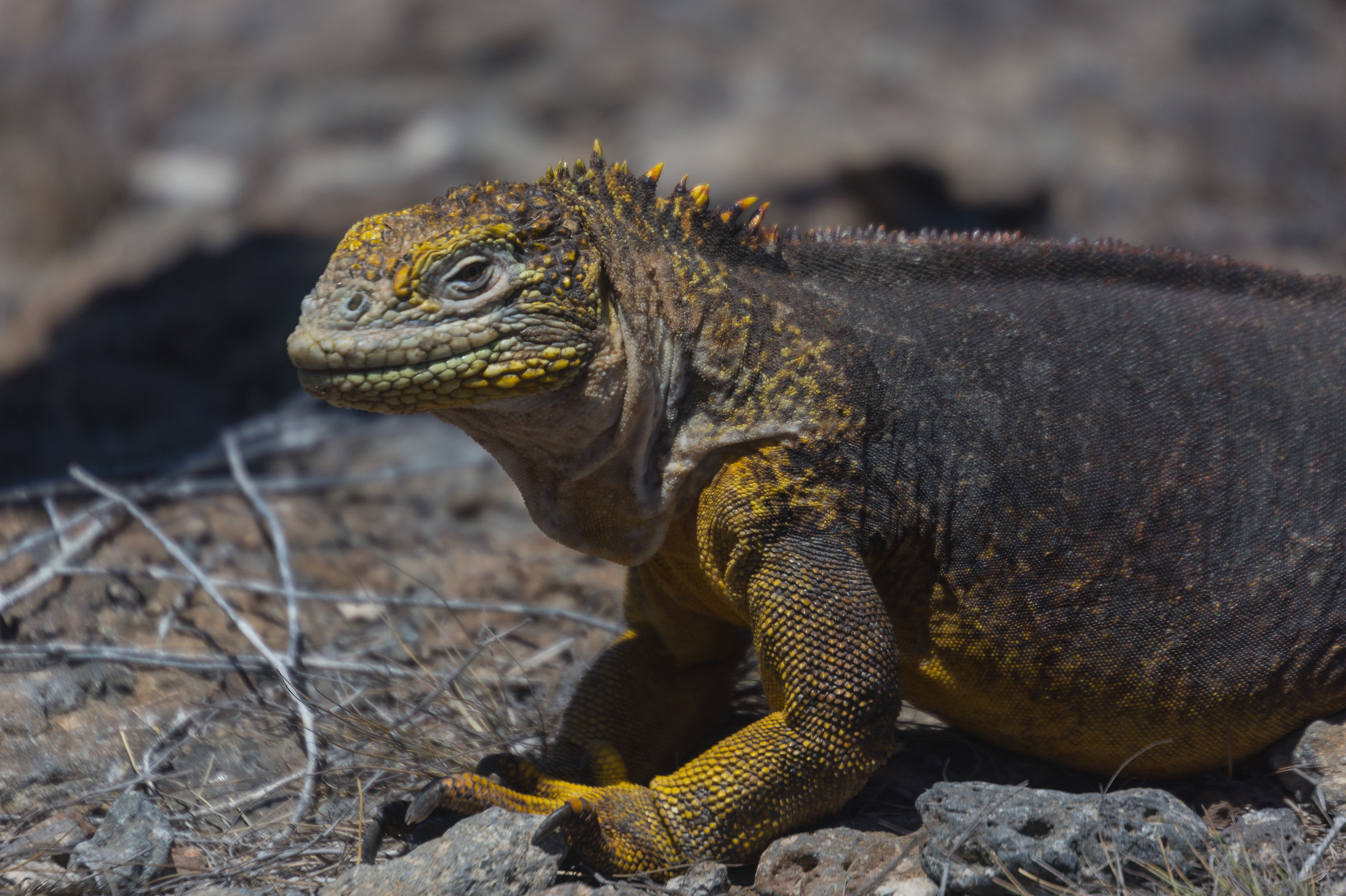 Galapagos land iguana