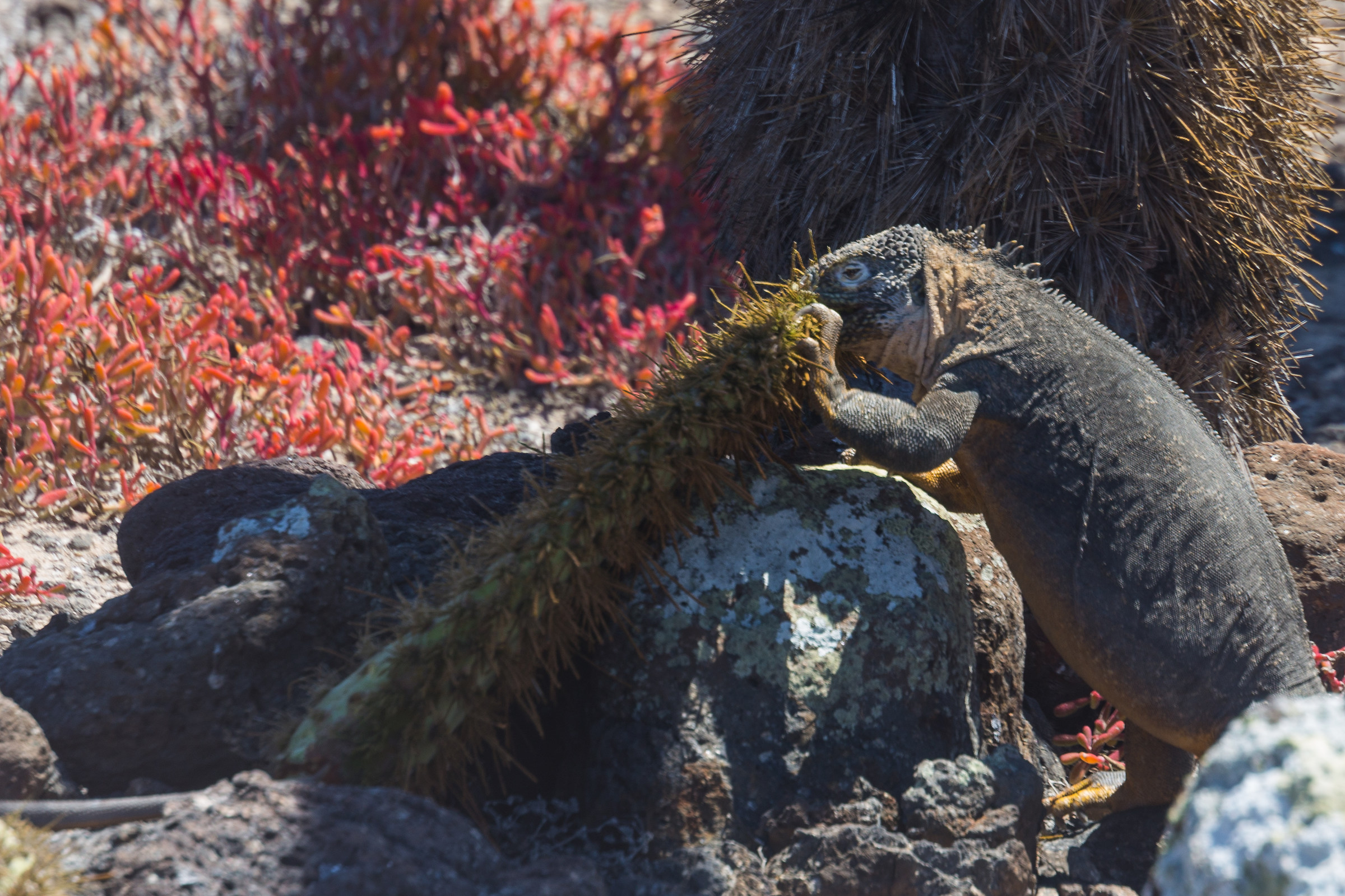 Galapagos land iguana