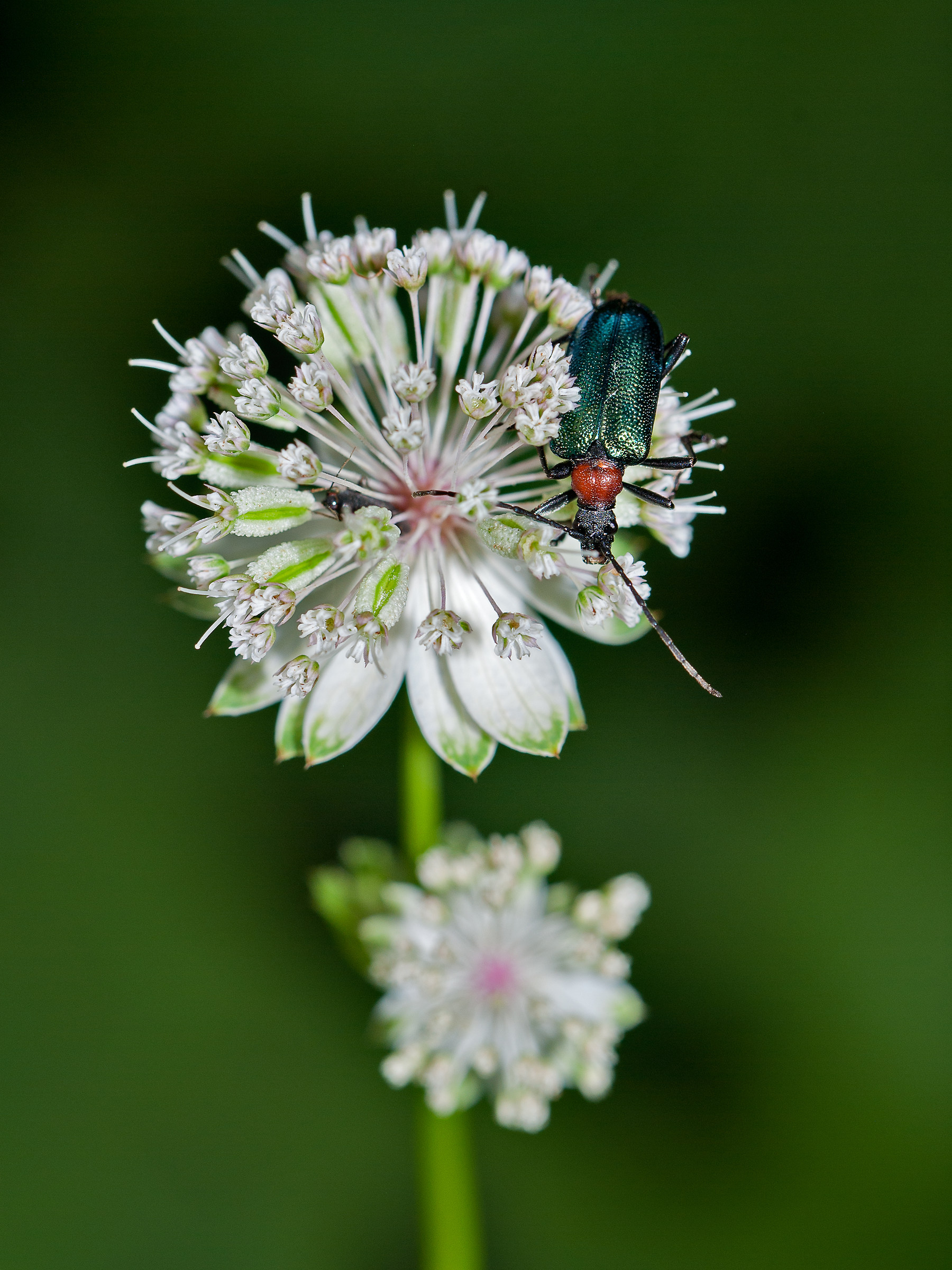 Carilia virginea of ??Astrantia major