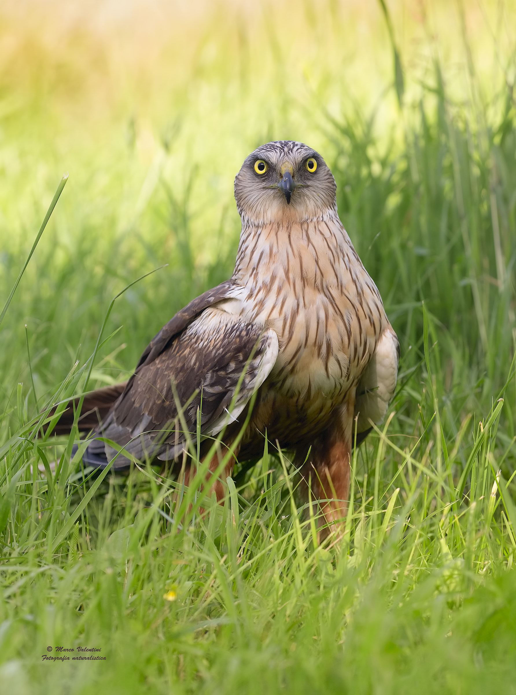 Meeting with the marsh harrier