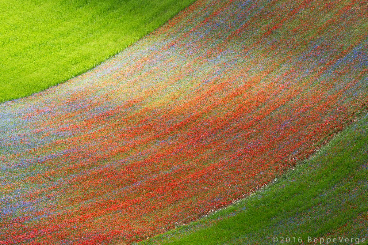 Una bandiera per Castelluccio
