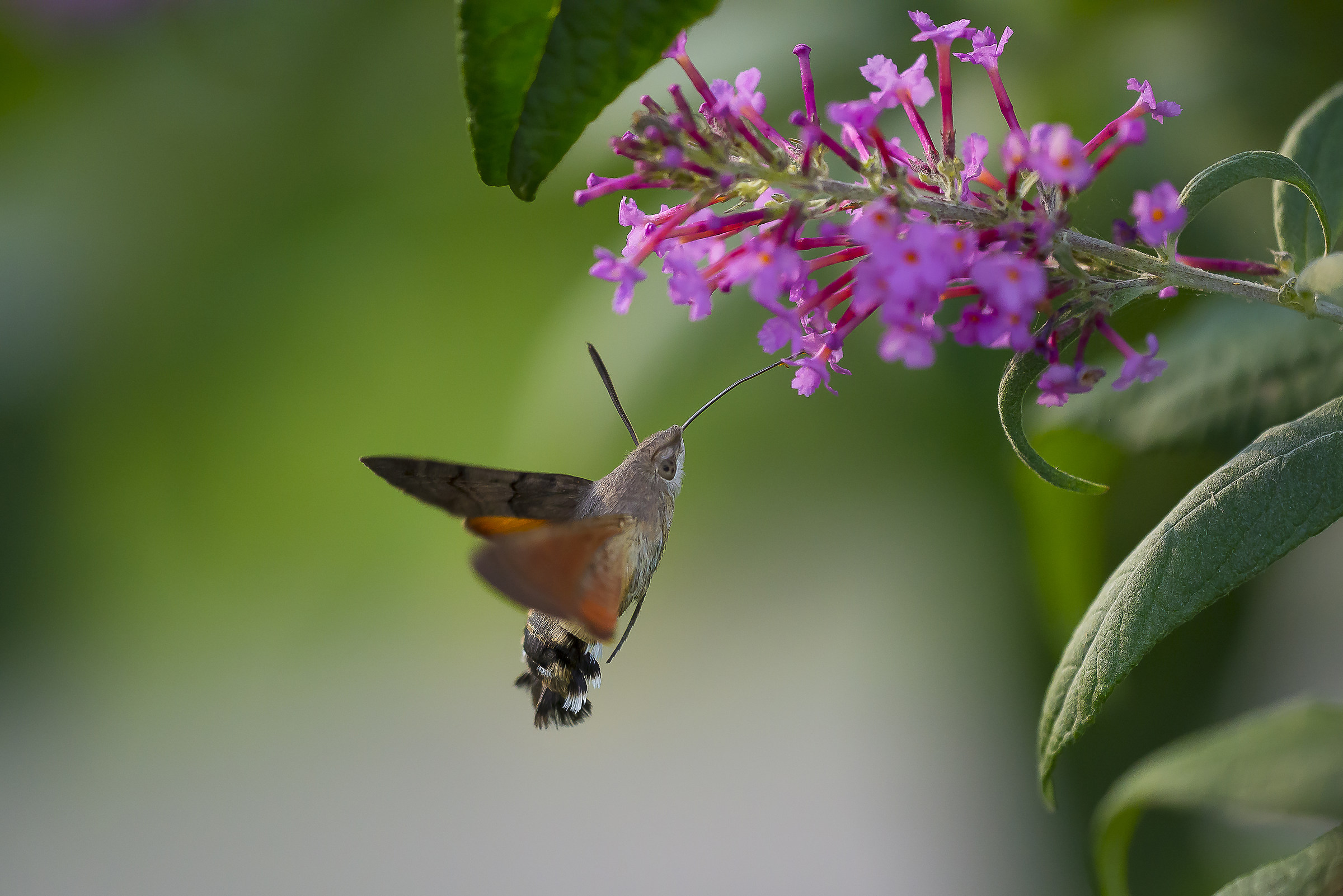 Sfinge del Galio (Macroglossum Stellatarium)