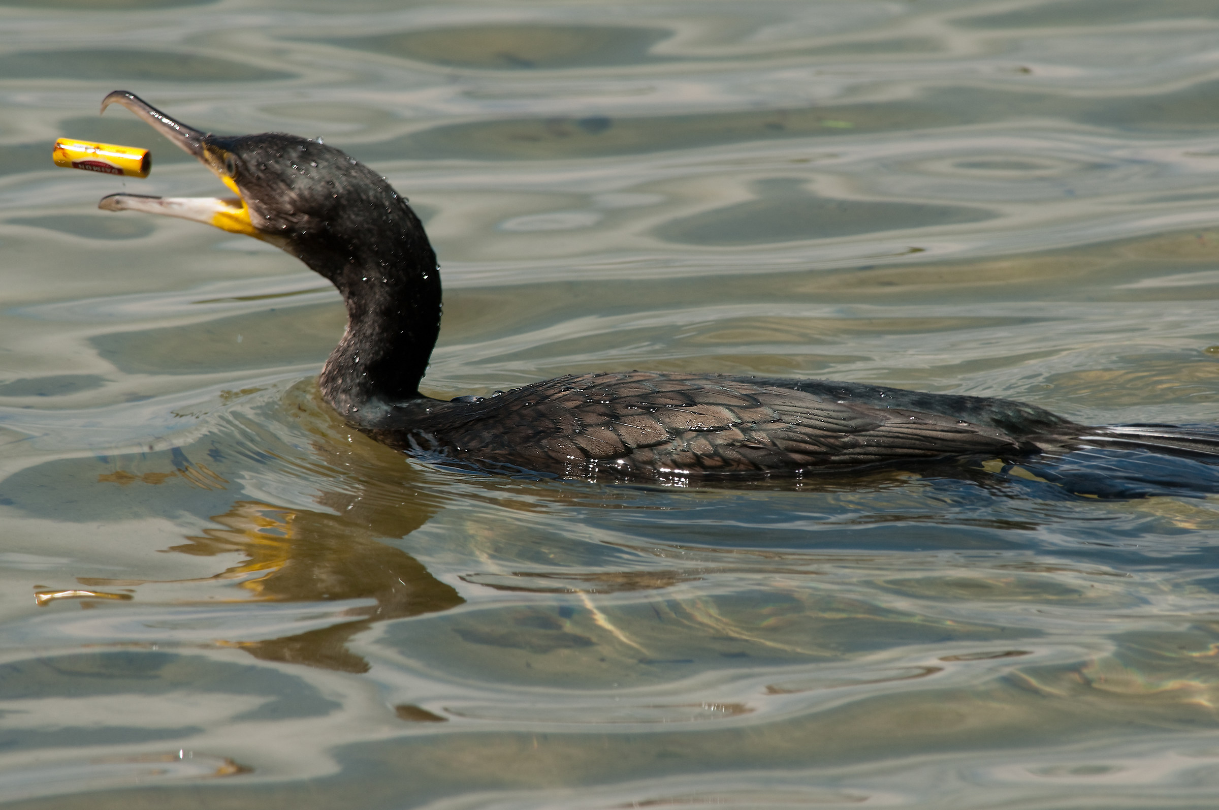 Ho bisogno di una nuova batteria