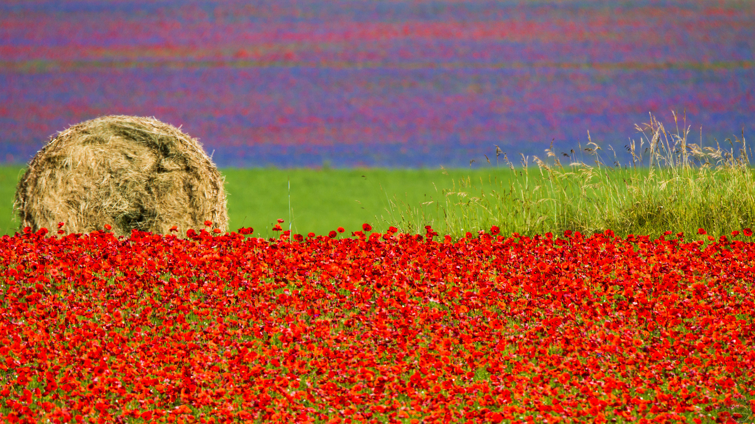 Bale surrounded by the colors of flowering ..