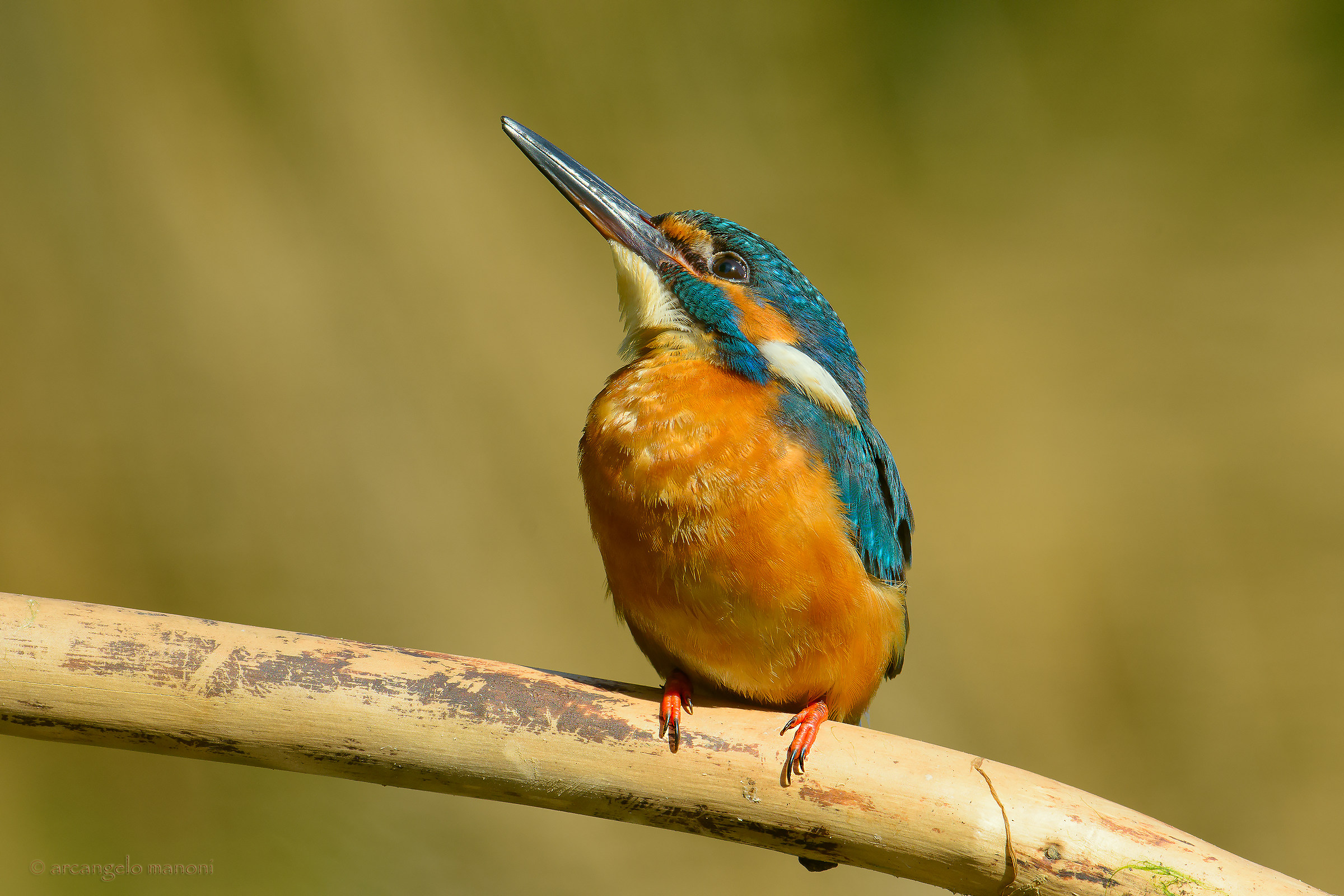 Martino in preghiera