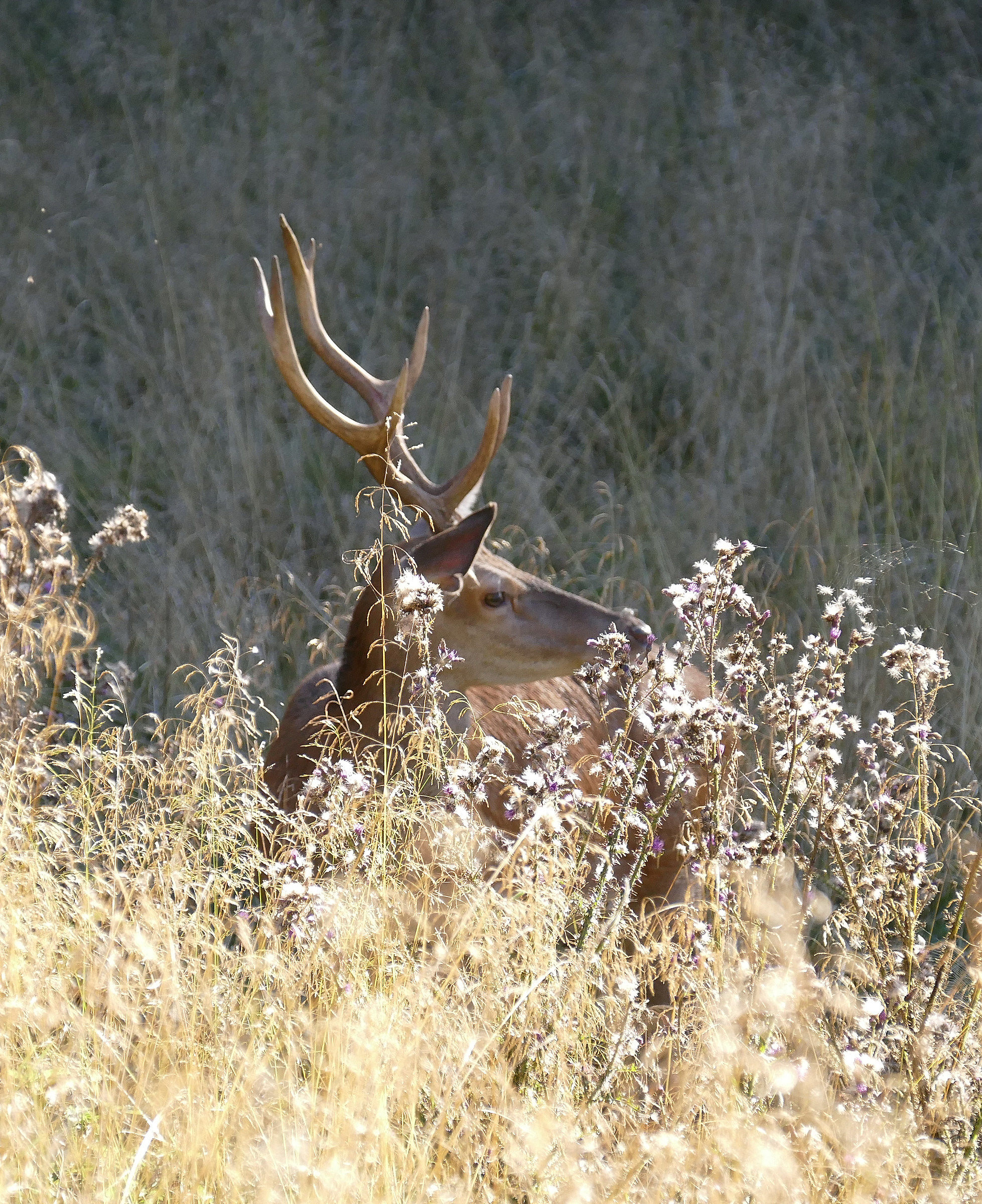 cerevo nell'erba alta