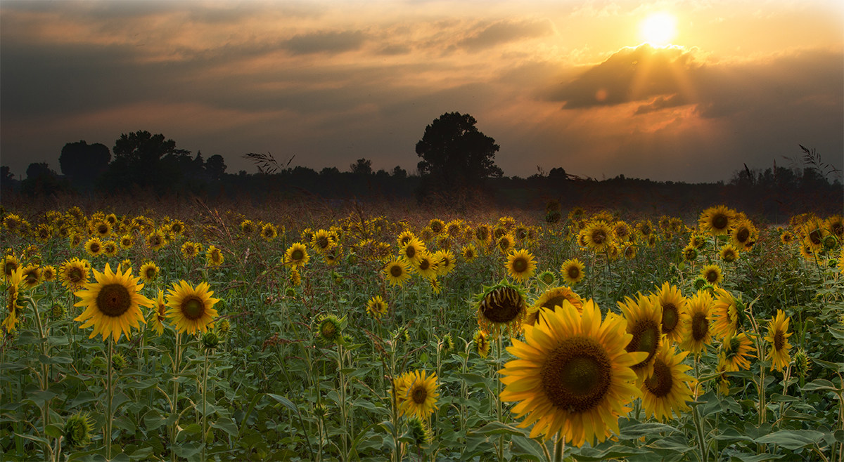 di spalle al tramonto