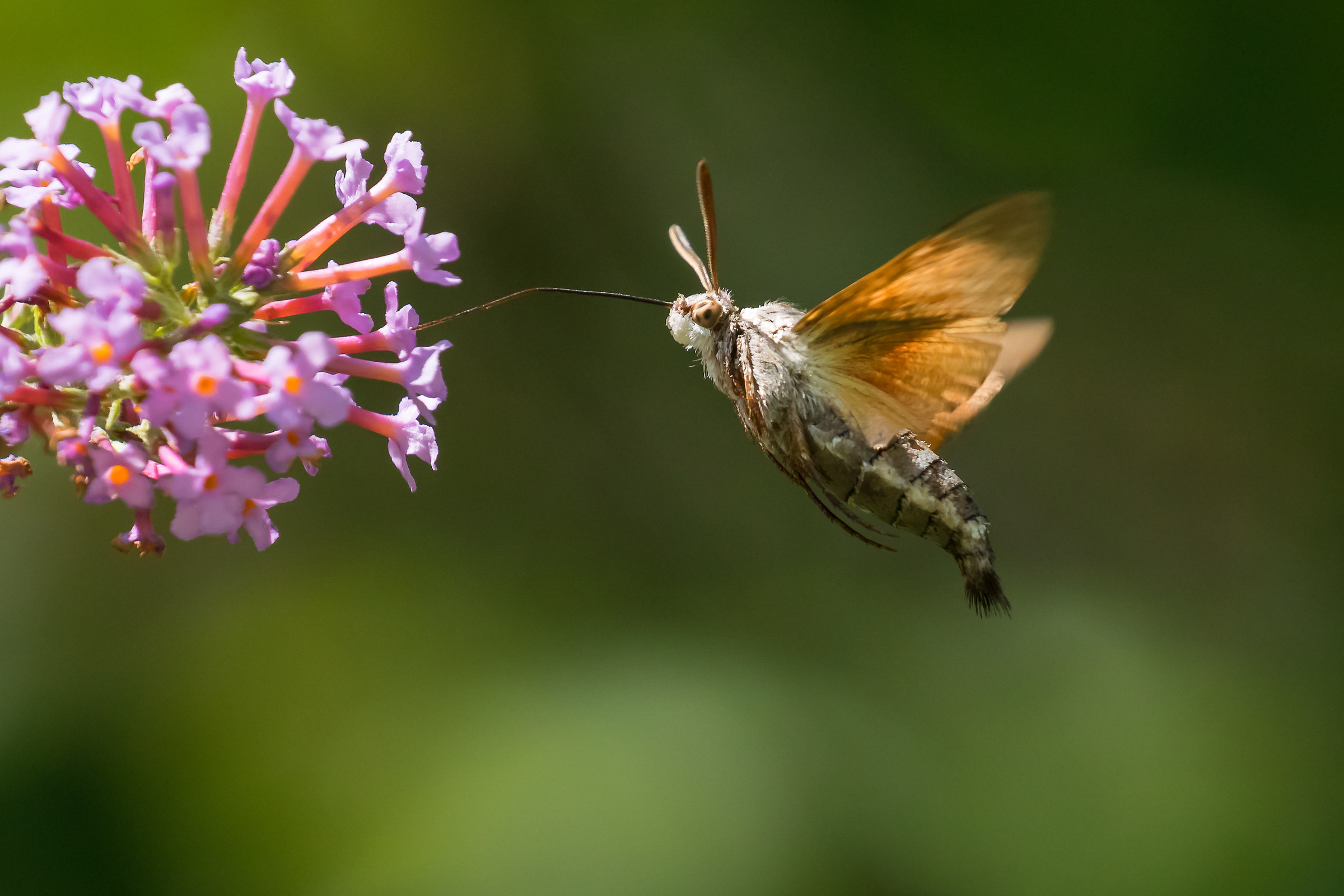 hummingbird hawk-moth
